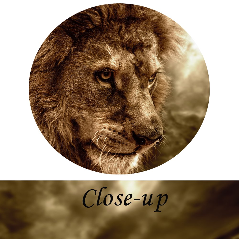 Kreative Arts - Lion Wall Art Canvas Painting Framed and Ready to Hang 4 Panels Large Contemporary Pictures Abstract Lion Canvas Prints for Home Living Room Bedroom Decoration