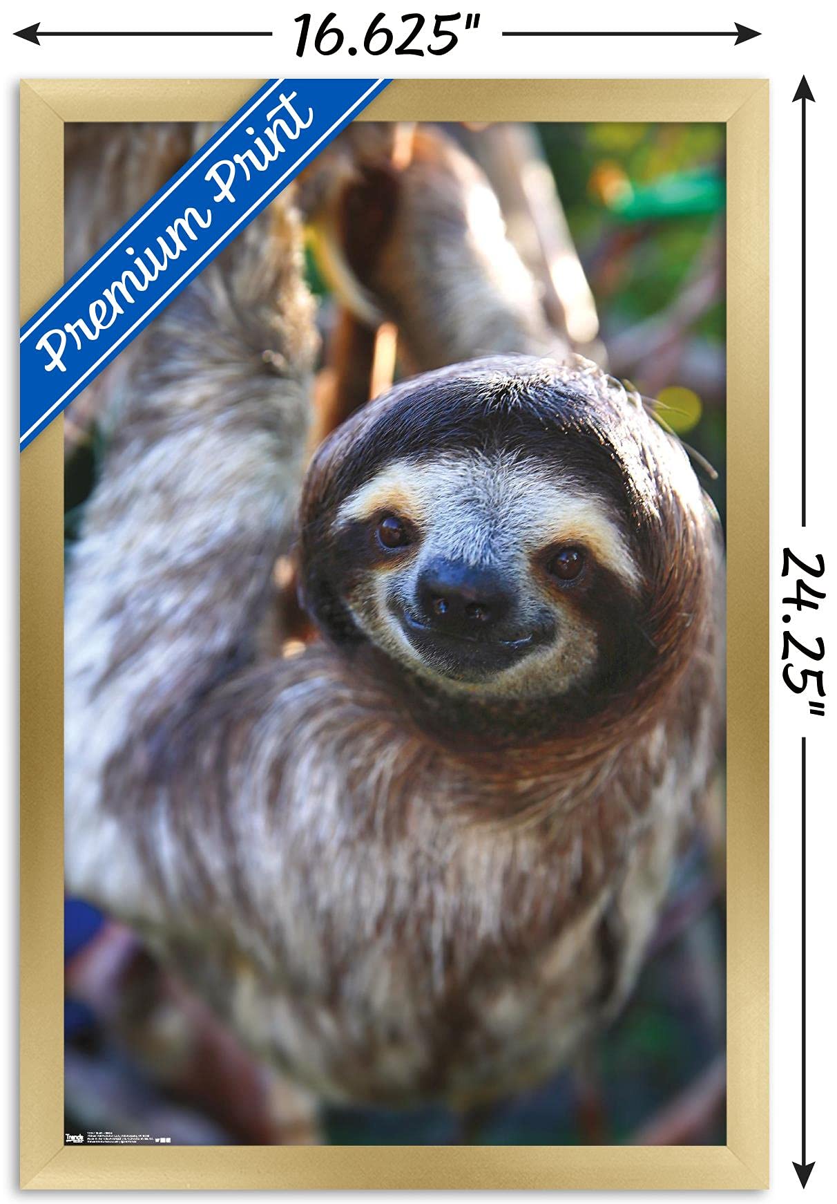 Trends International Sloth - Smile Wall Poster, 14.725'' X 22.375'', Gold Framed Version