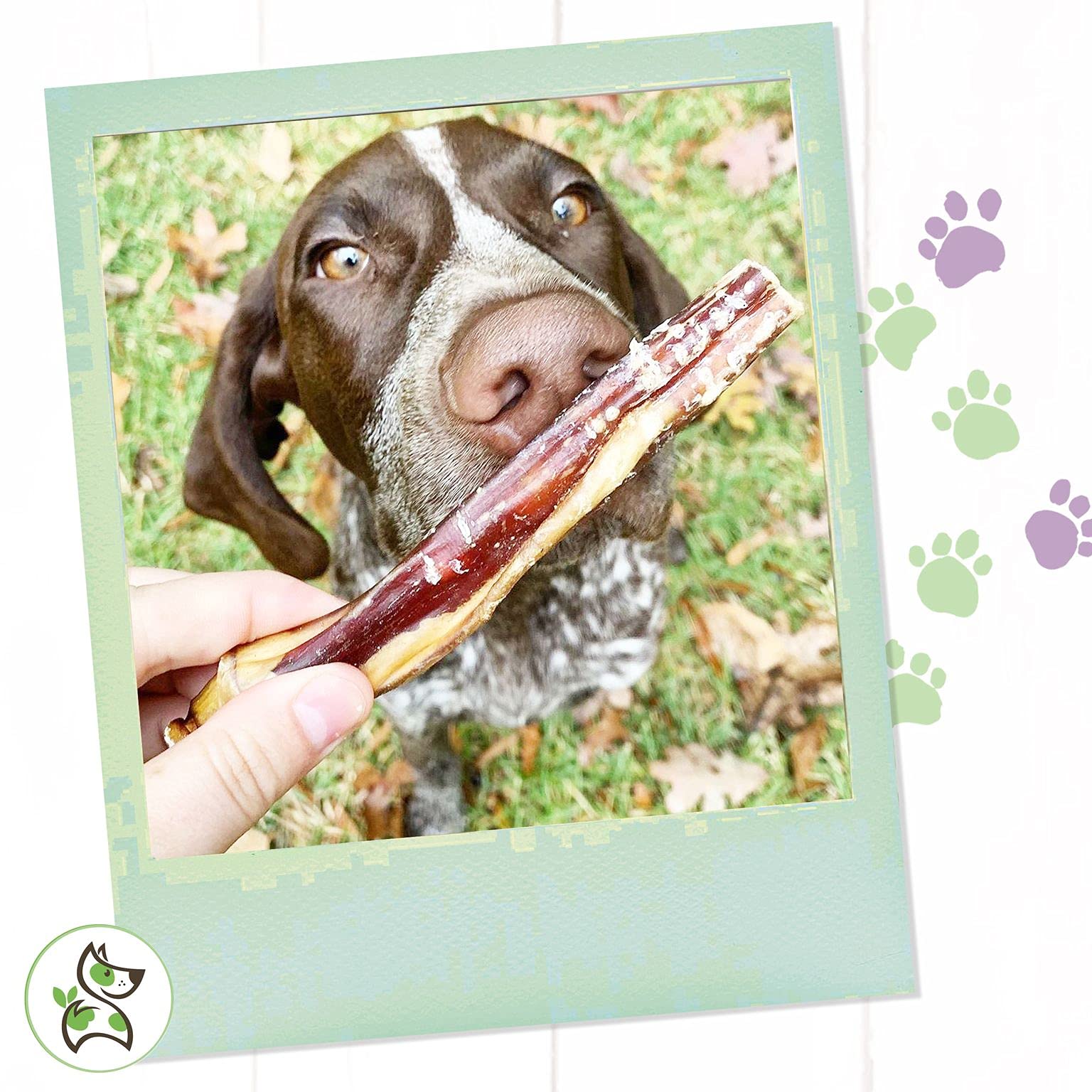 Nature Gnaws Bully Sticks For Large Dogs - Premium Natural Beef Bones - Thick Long Lasting Dog Chew Treats For Aggressive Chewer