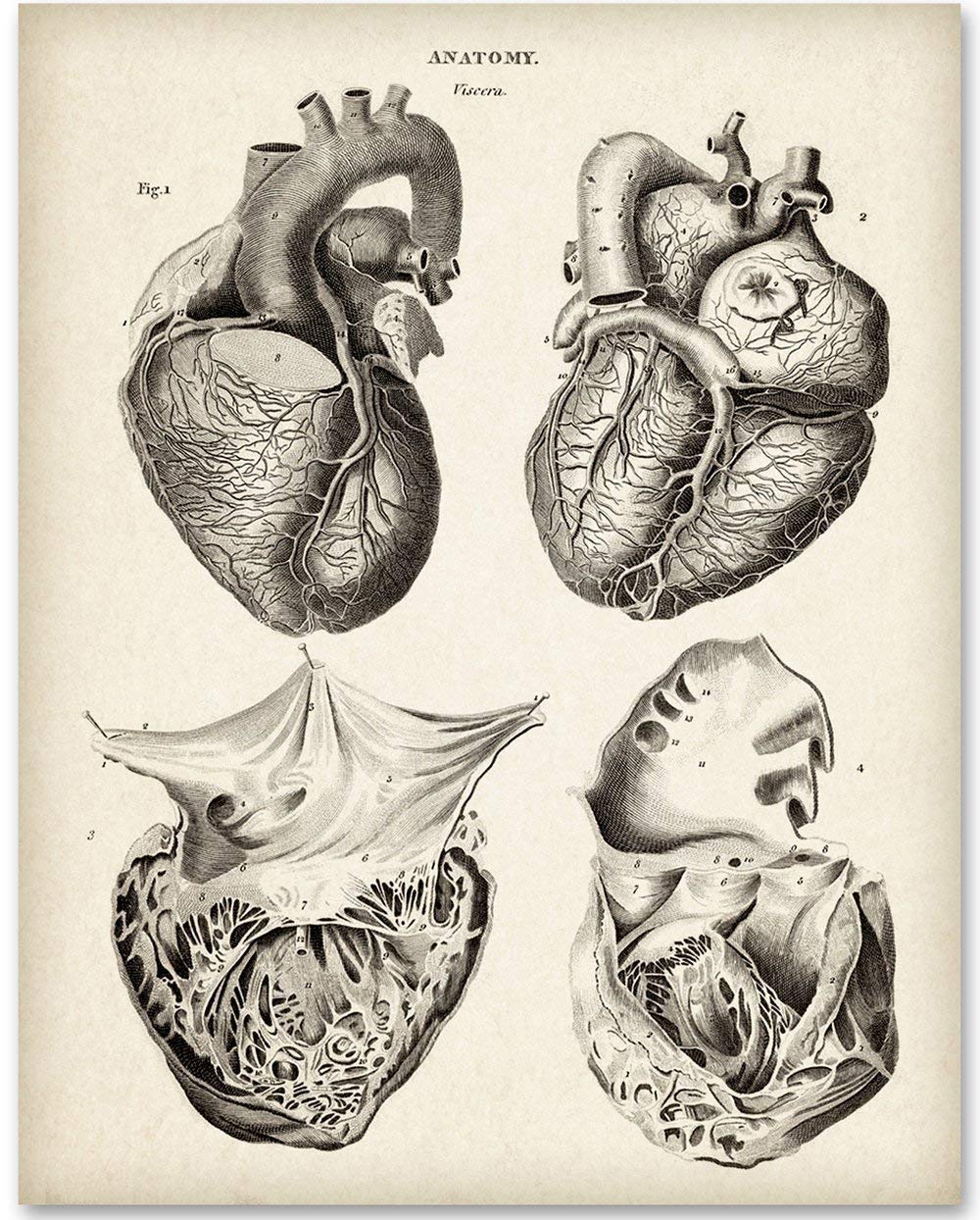 Anatomical Heart From 4 Views - 11X14 Unframed Art Print - Makes A Great Gift For Nurse'S Day, Doctors Or Medical Students