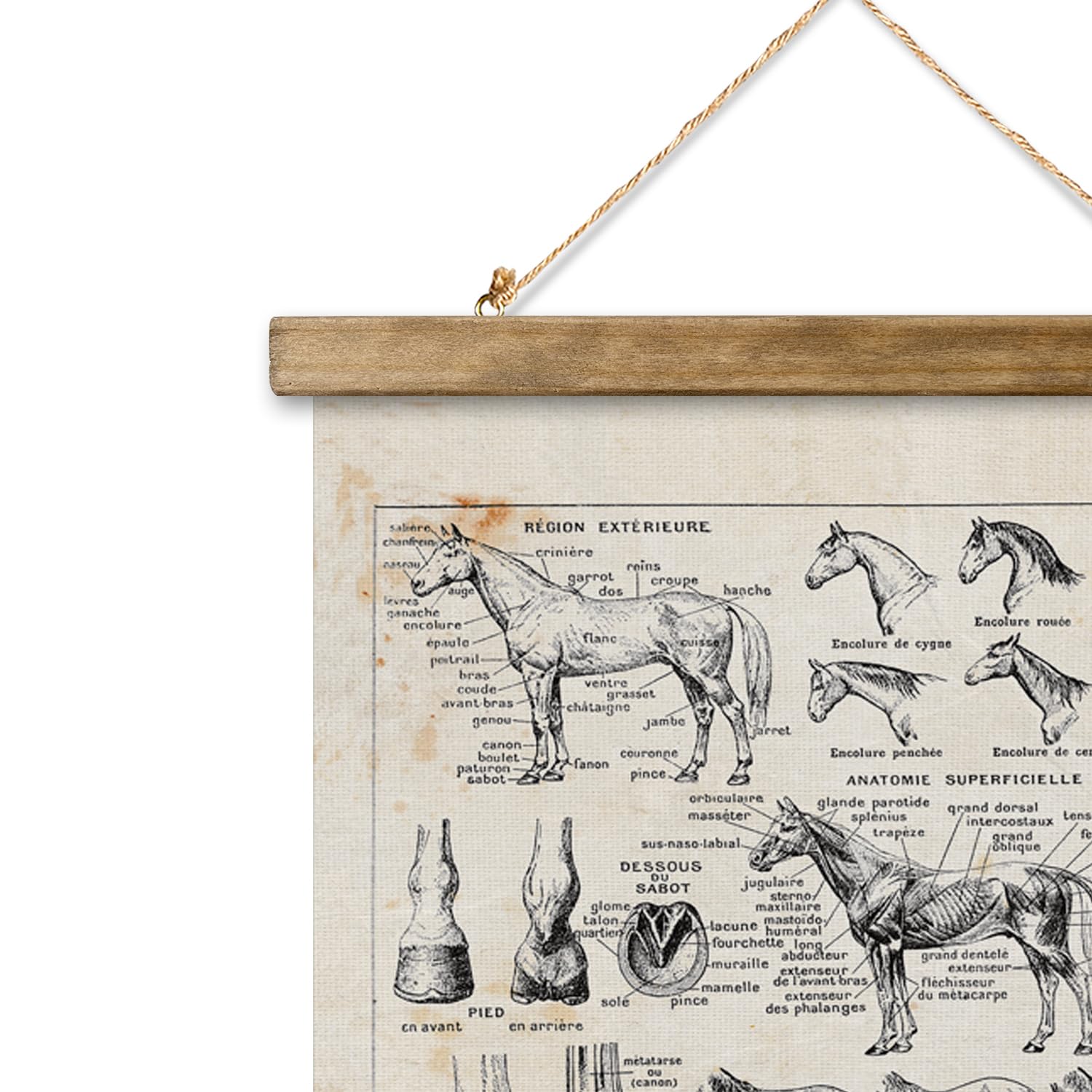 Xiaoaika Antique-Style Equine Anatomy Chart - Vintage Horse Illustrations Wall Art With Wooden Scroll Frame - Equestrian-Themed