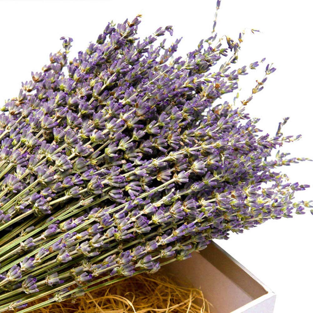 TooGet Natural Lavender Bundles  Freshly Harvested 200+ Stems Dried Lavender Bunch 16'' - 18'' Long  Decorative Flowers Bouquet for Home Decor  Crafts  Gift  Wedding or Any Occasion