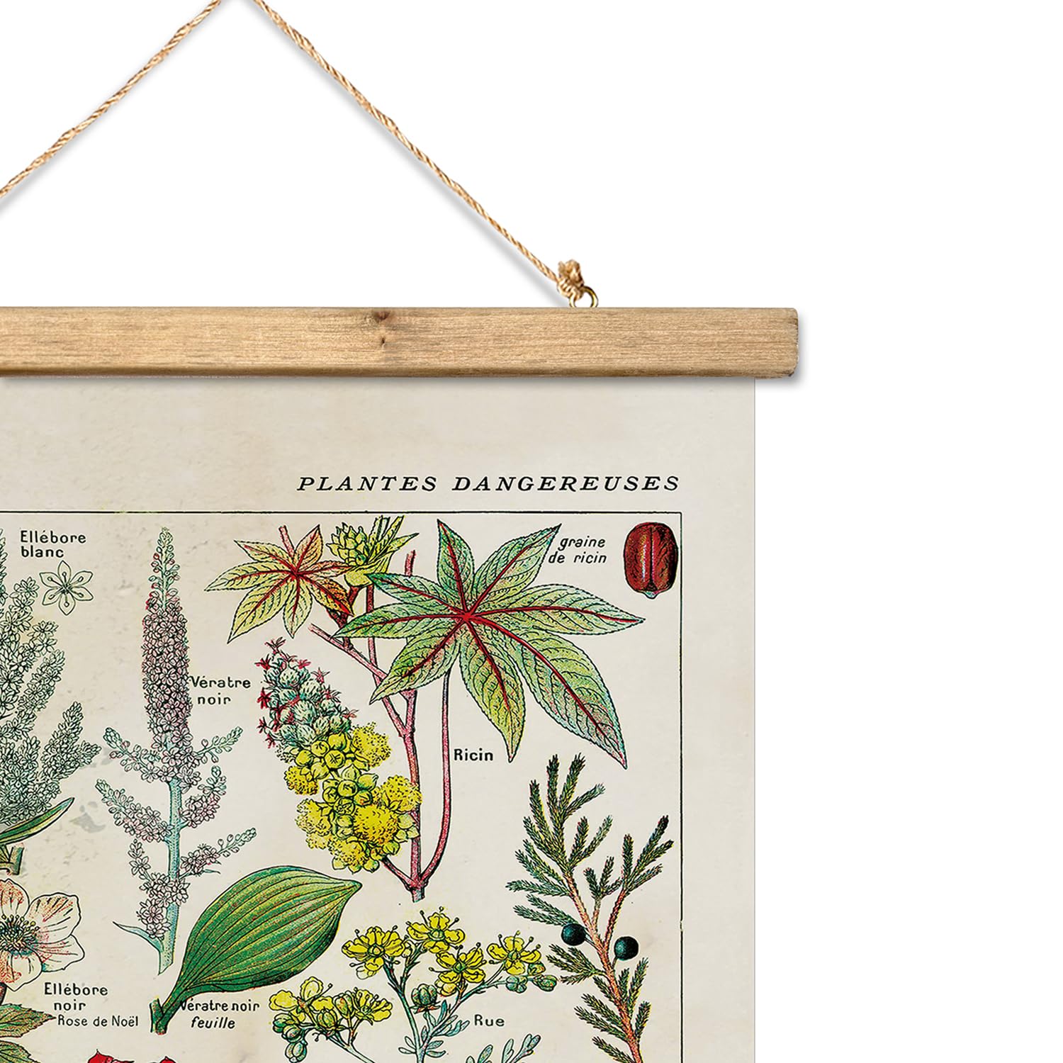 Xiaoaika Vintage Botany Poster With Wooden Frame, Antique Poisonous Plants Chart - Botanical Educational Art With Dangerous Spec