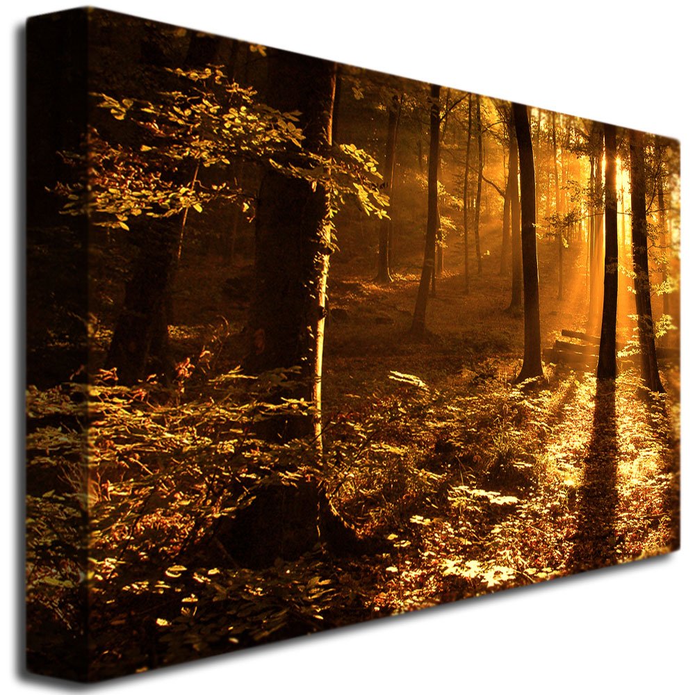 Morning Light By Philippe Sainte-Laudy, 22X32-Inch Canvas Wall Art