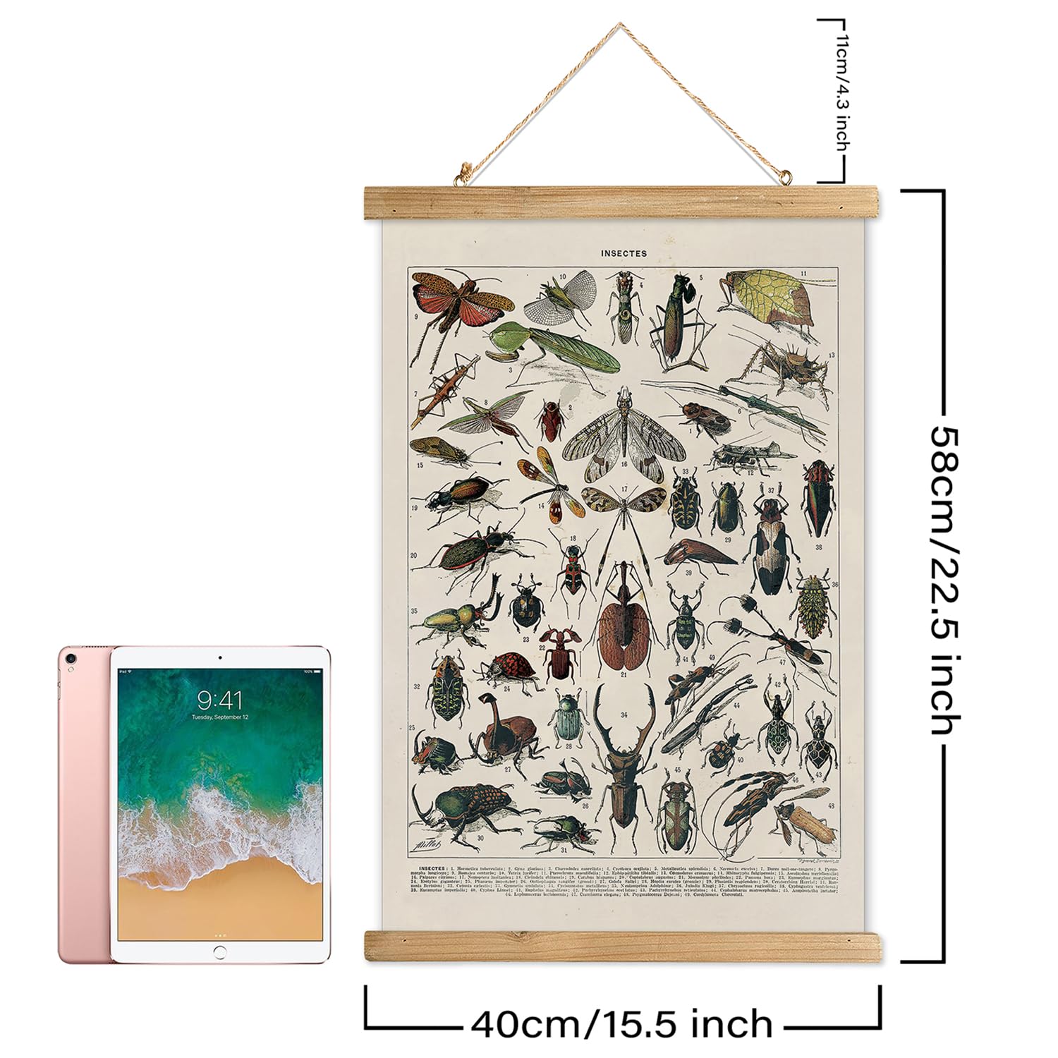 Xiaoaika Vintage Entomology Poster - Illustrated Insect Species Chart With Wooden Frame - Educational Bug Identification Wall Ar