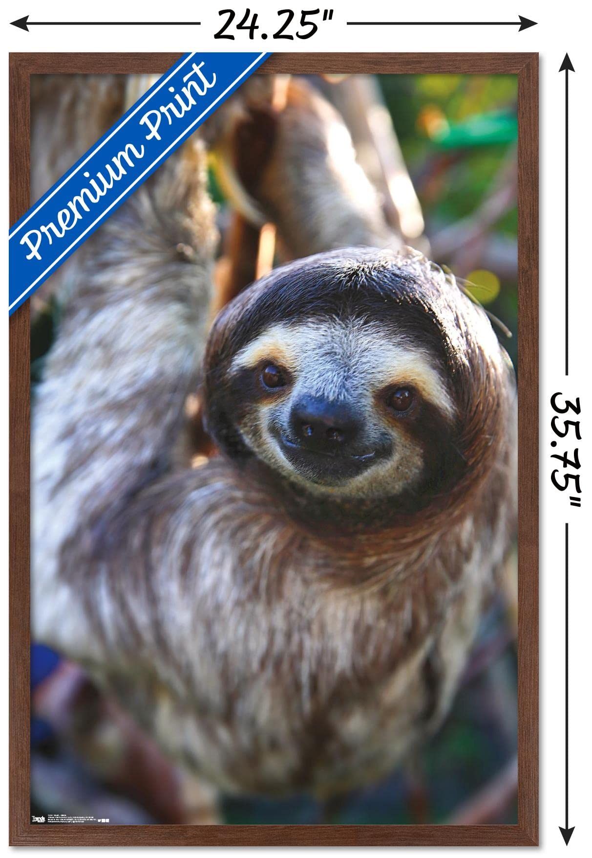 Trends International Sloth - Smile Wall Poster, 22.375'' X 34'', Mahogany Framed Version