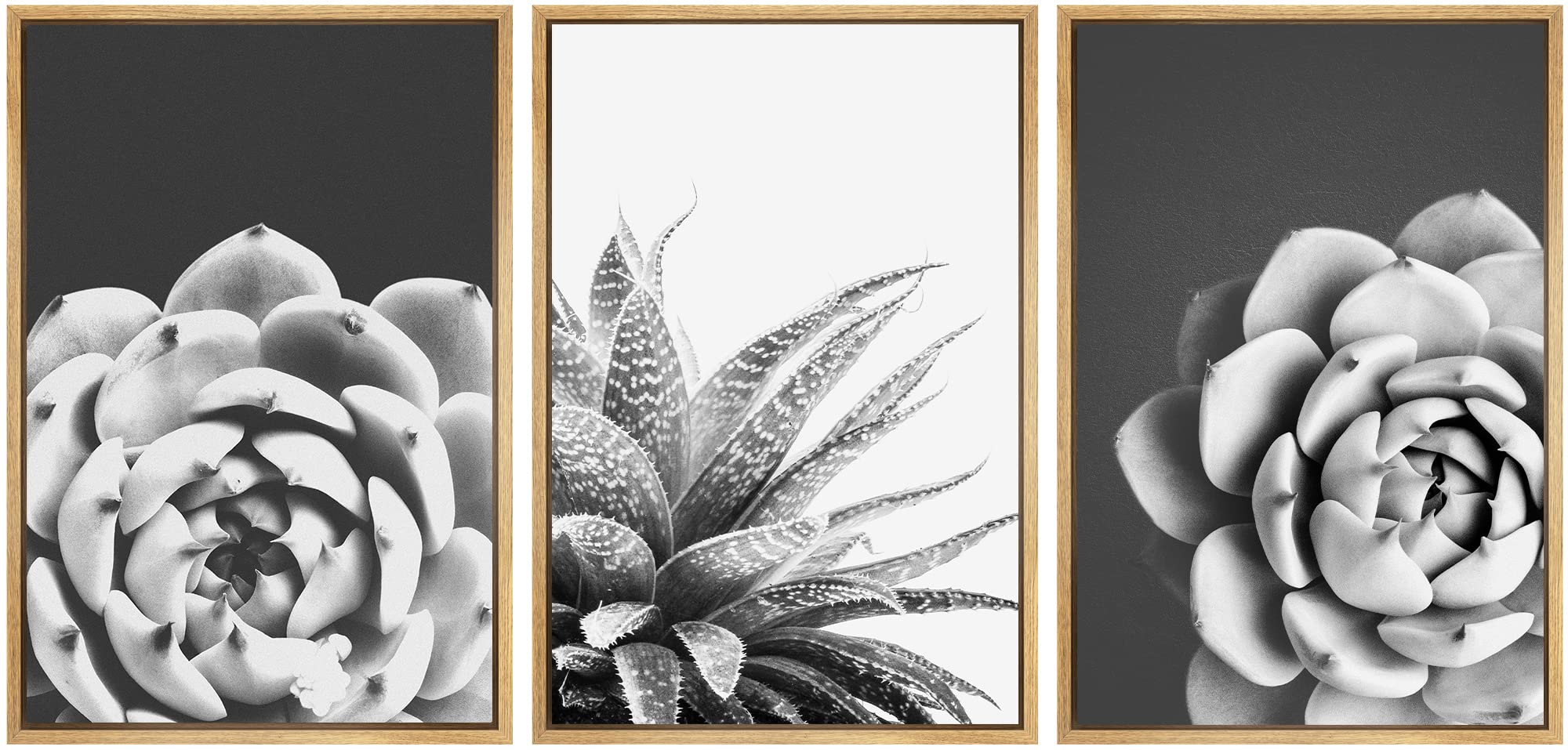 Signwin Framed Wall Art Print Set Echeveria & Haworthia Succulent Set Nature Plants Photography Modern Art Closeup Zen Black And