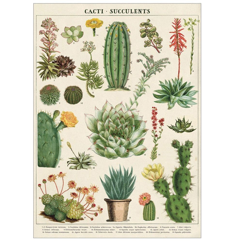 Cavallini Decorative Paper - Cacti & Succulents 20''X28'' Sheet Decorative Paper - Cacti & Succulents 20''X28'' Sheet