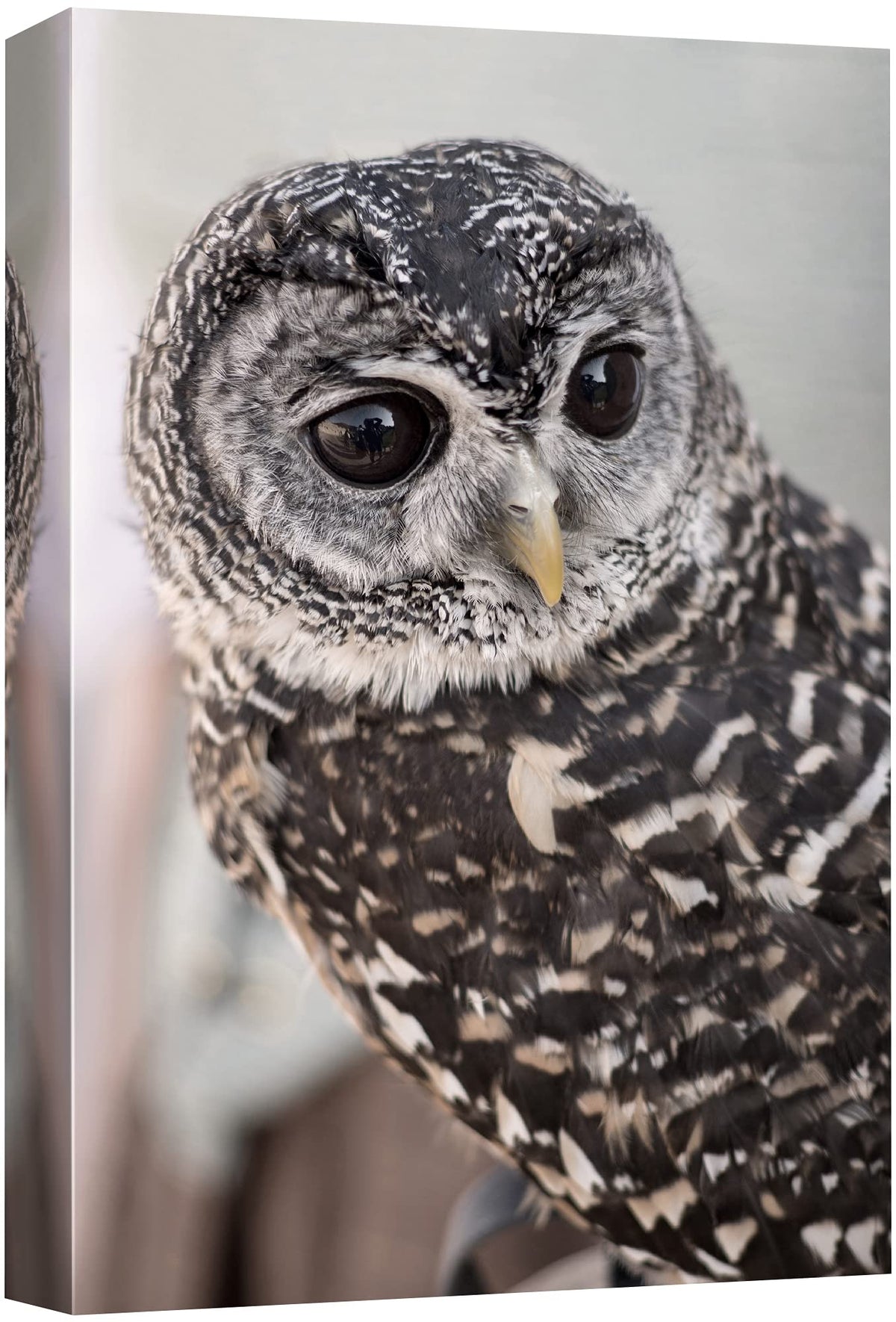 Signford Canvas Print Wall Art Gray Owl With Bokeh Camera Effect Animals Wildlife Photography Realism Rustic Portrait Relax/Calm