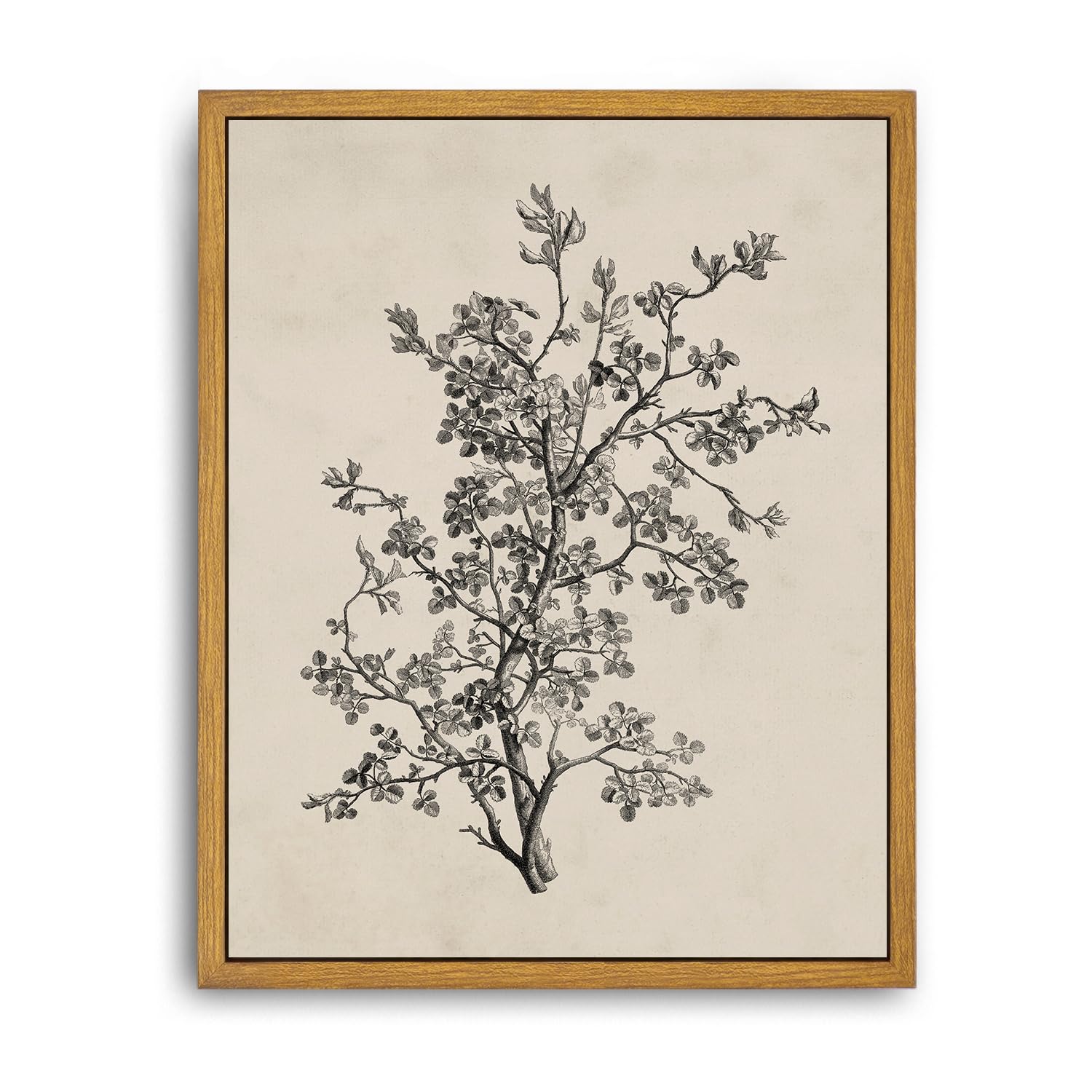 Roslynity Framed Canvas Wall Art Vintage Print Botanical Sketch Floral Nature Flower Neutral Rustic Country Retro Aesthetic Artw