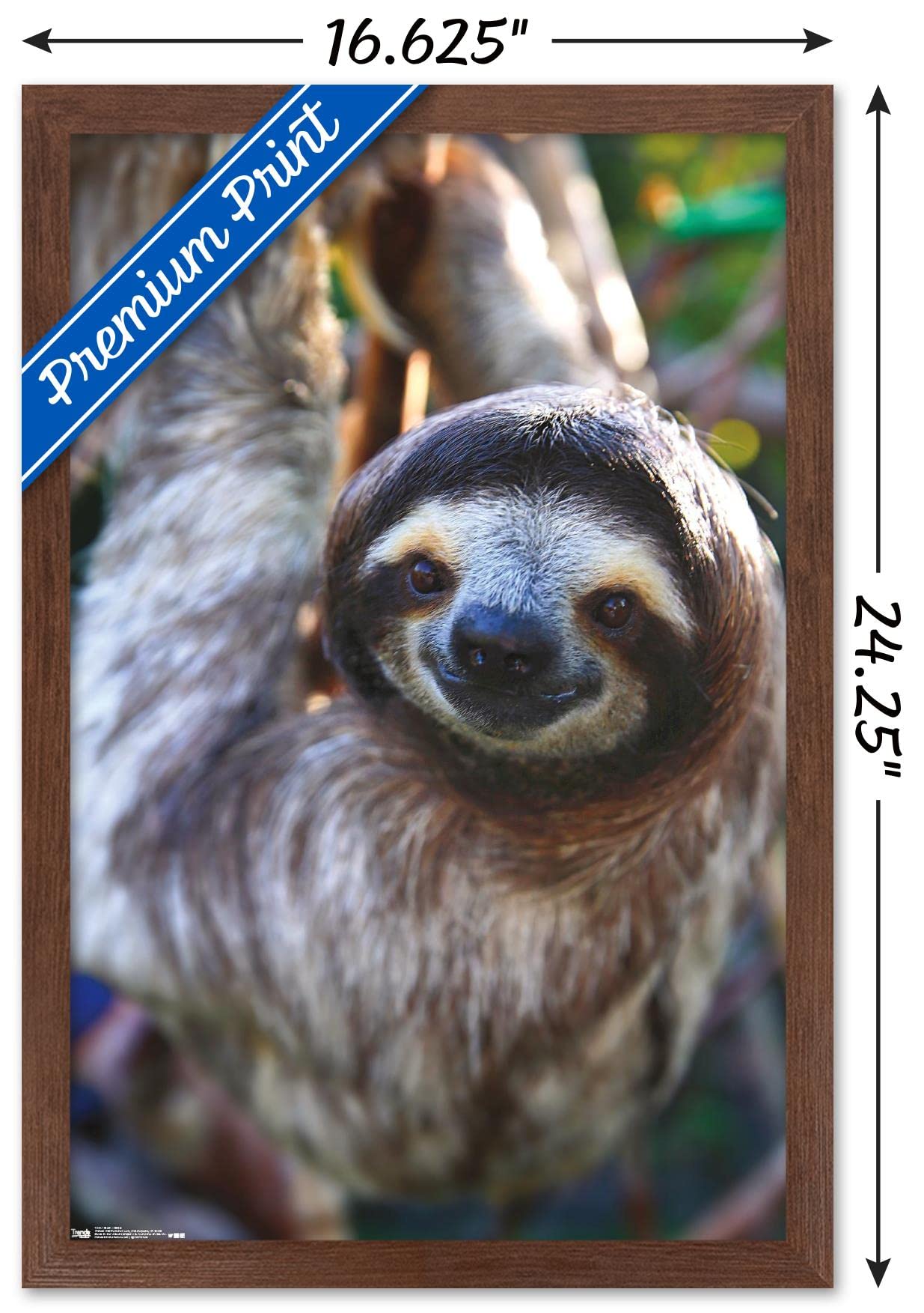 Trends International Sloth - Smile Wall Poster, 14.725'' X 22.375'', Mahogany Framed Version