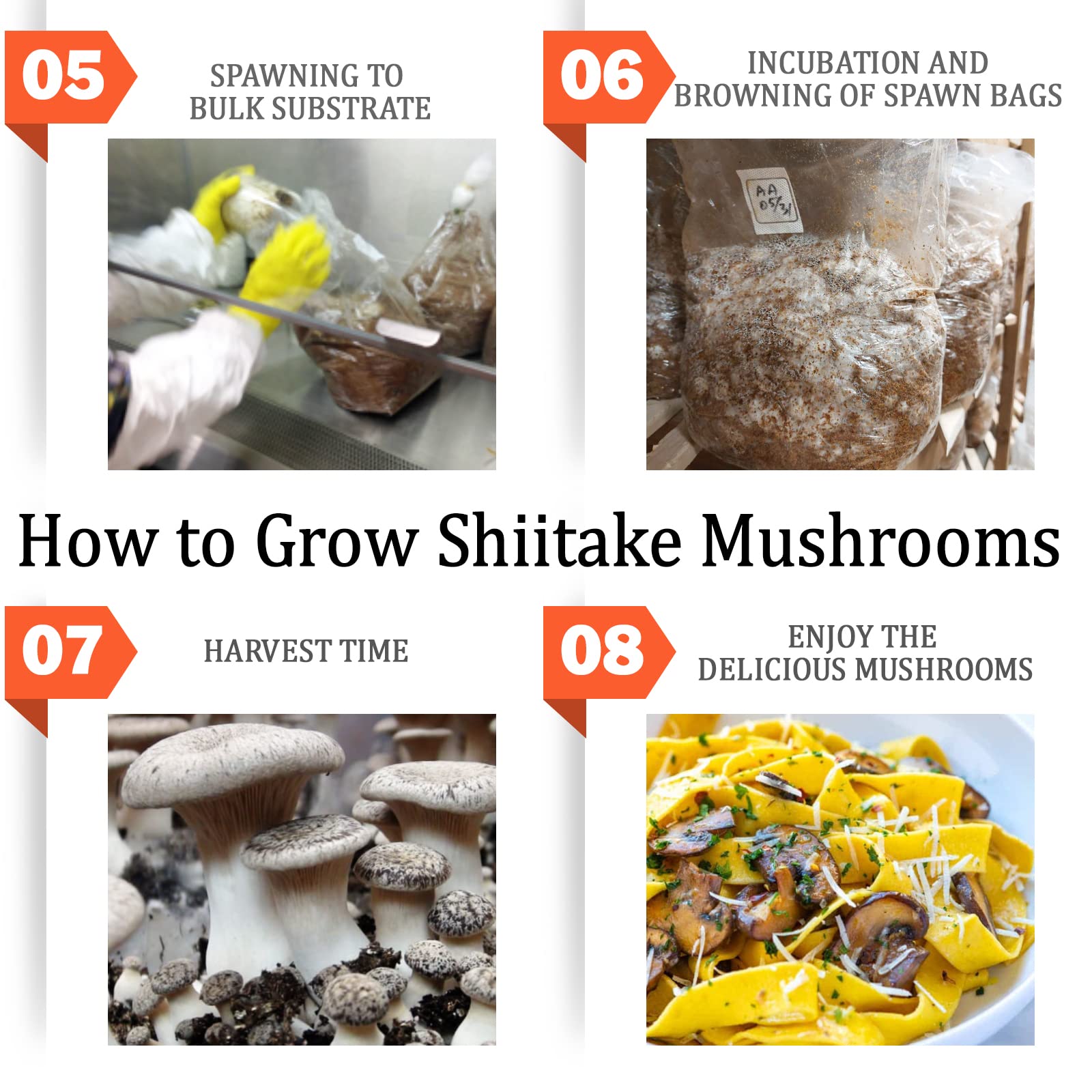 Mushroom Jar Liquid Culture Lid Wide Mouth Rejular Mouth Food Grade Plastic Grain Spawn Cultivation Mason Jar Lid With Ptfe Memb