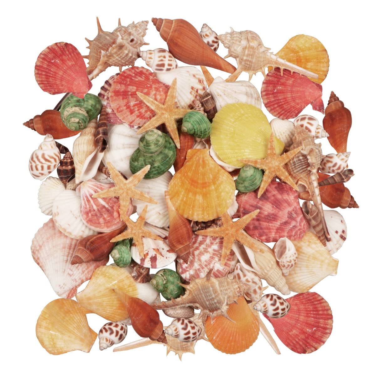 Seashells 13 Kinds of Shells 100 PCS Mixed Ocean Beach Colorful Seashells with Starfish Perfect for Home Decoration, Art Craft, 