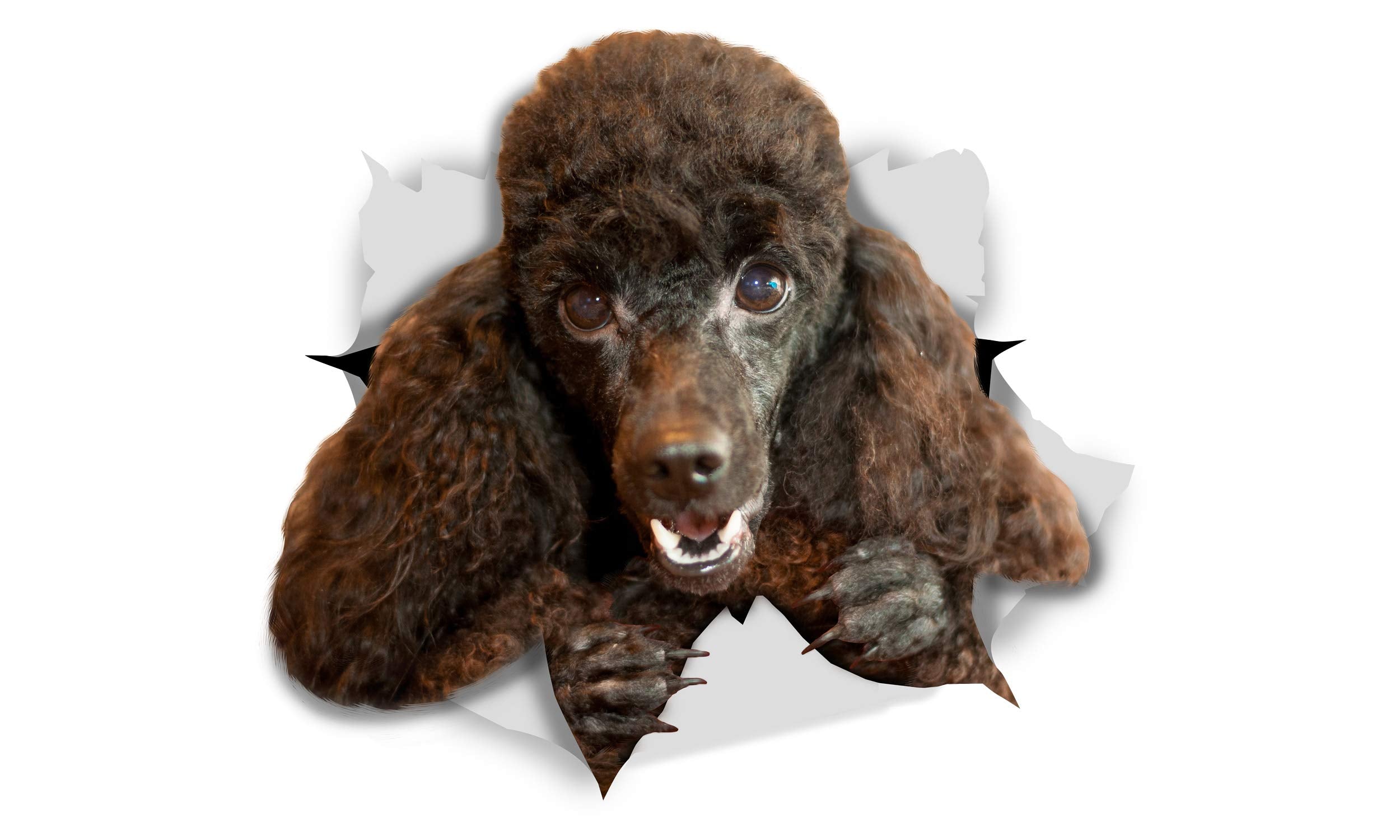 Winston & Bear 3D Dog Stickers - 2 Pack - Happy Black Poodle For Wall, Fridge, Toilet And More - Retail Packaged Black Poodle Do