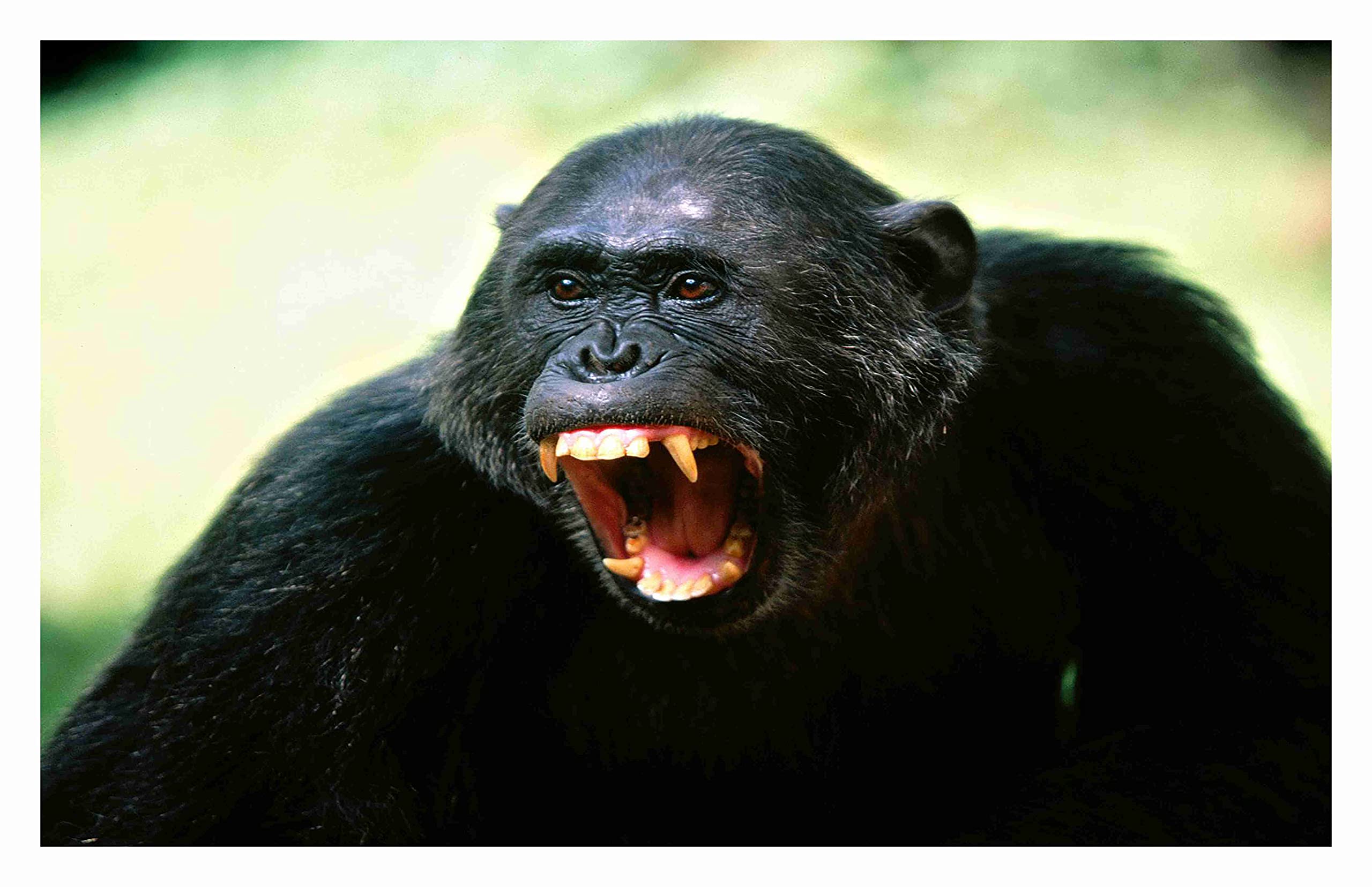 Baldau Prints Monkey Langur Photo Big Size Flex Wall Poster For Room (Gloss Laminated, 24X36 Inch, 300 Gsm) F-315