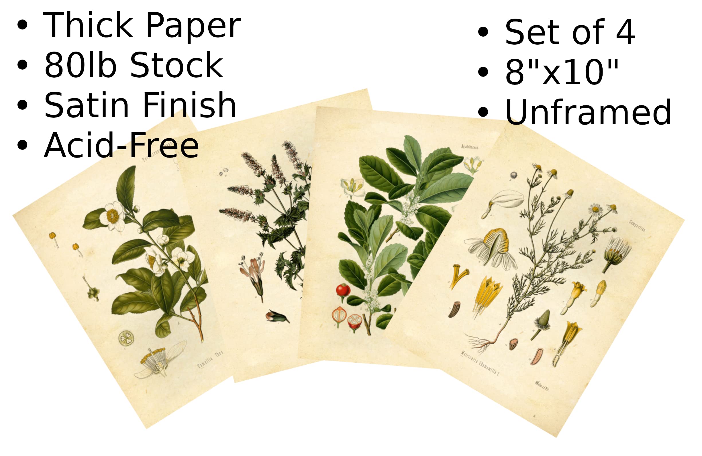 Ink Inc. Vintage Botanical Prints  Tea Wall Art Tea  Mate  Chamomile  Mint  Set of 4 8x10 Unframed