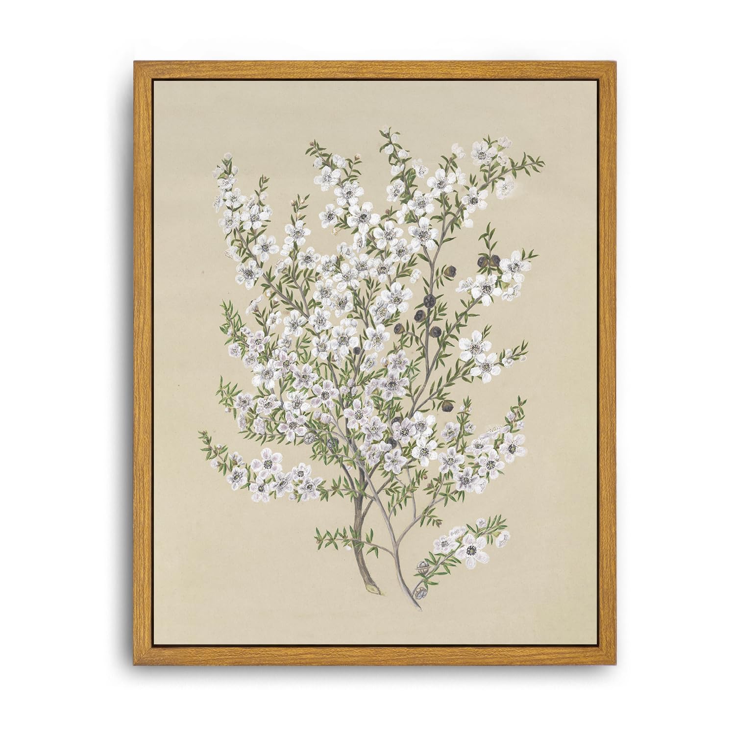 Roslynity Framed Canvas Wall Art Vintage Print Paintings Flower Drawing Plant Manuka Neutral Floral Nature Retro Aesthetic Artwo