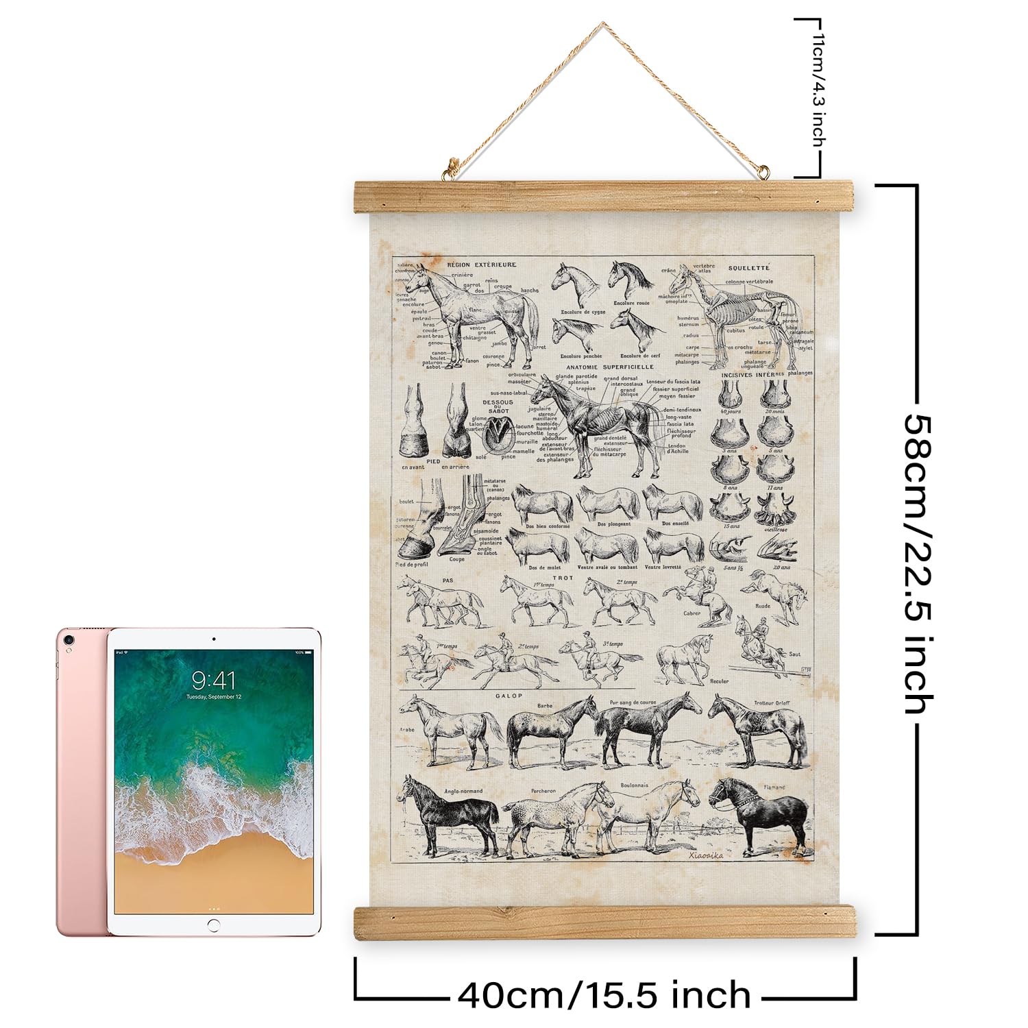Xiaoaika Antique-Style Equine Anatomy Chart - Vintage Horse Illustrations Wall Art With Wooden Scroll Frame - Equestrian-Themed