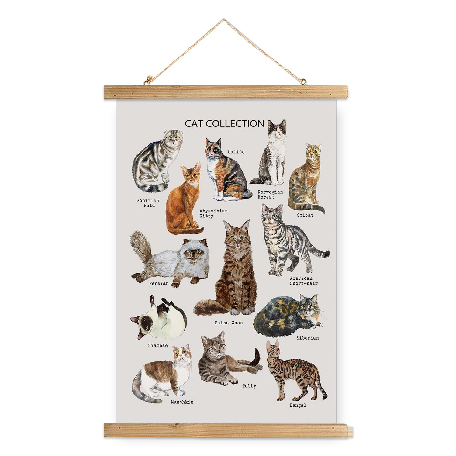 Xiaoaika Cat Breeds Educational Poster - Illustrated Guide To Popular Feline Varieties With Wooden Scroll Frame - Decorative Wal