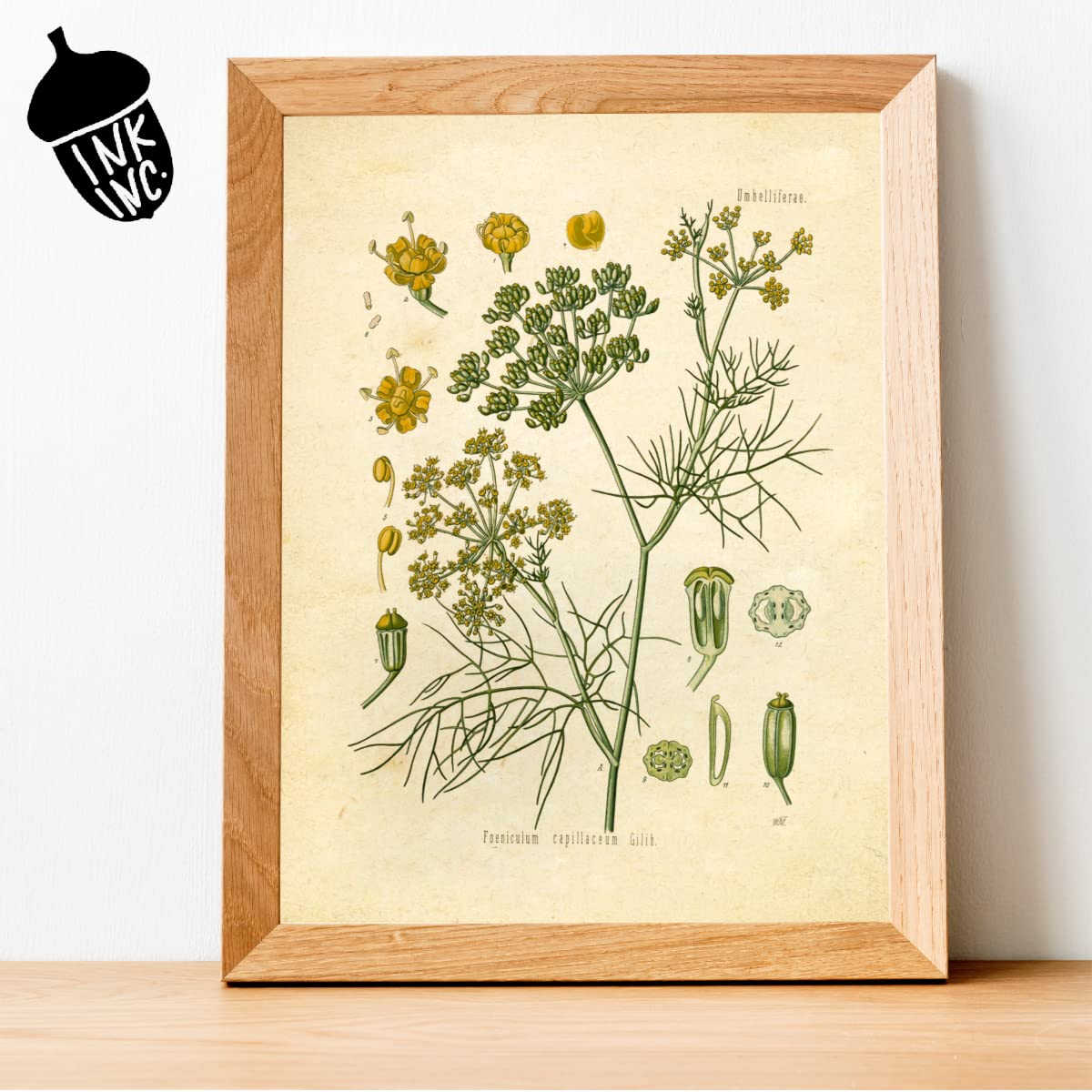 Ink Inc. Vintage Botanical Prints | Kitchen Herb Wall Art Thyme, Mint, Rosemary, Parsley, Sage, Fennel | Set Of 6 8''X10'' Unfra