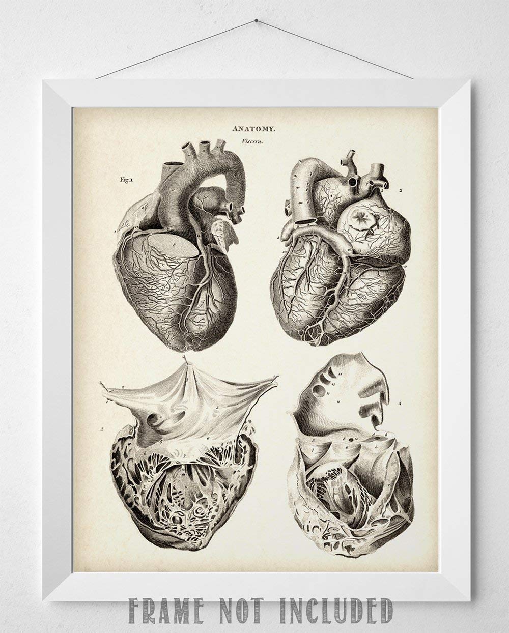 Anatomical Heart From 4 Views - 11X14 Unframed Art Print - Makes A Great Gift For Nurse'S Day, Doctors Or Medical Students