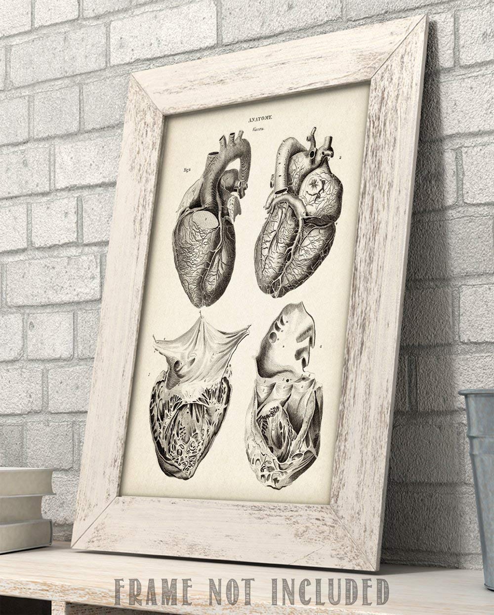 Anatomical Heart From 4 Views - 11X14 Unframed Art Print - Makes A Great Gift For Nurse'S Day, Doctors Or Medical Students