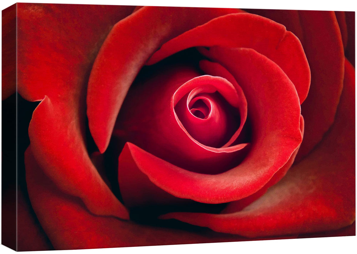 Wall26 Canvas Print Wall Art Close Up Detail Red Romantic Rose Flower Nature Floral Photography Realism Botanical Wilderness Zen