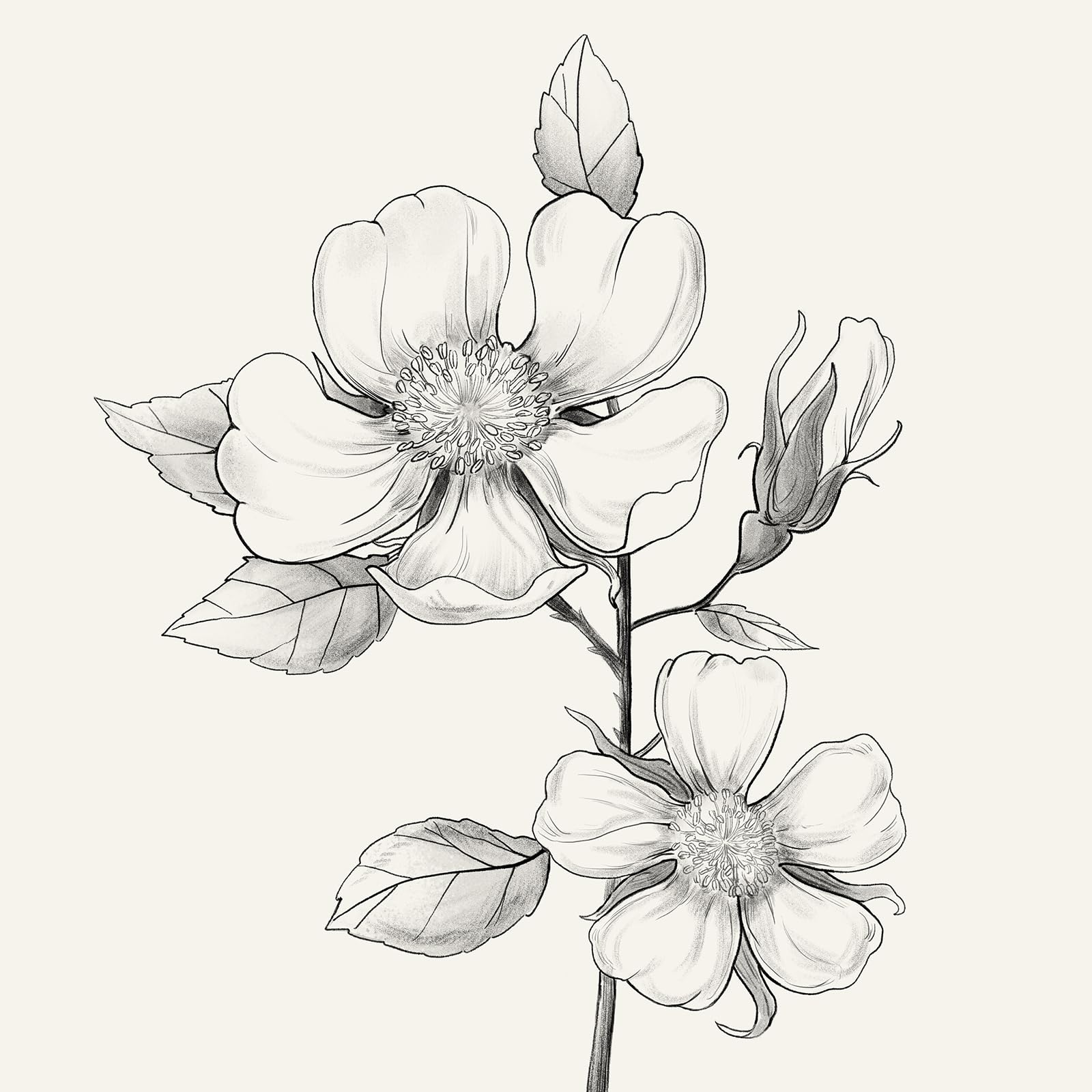 Black And White Floral Wall Art With Neutral Framed, Set Of 4 Rustic Canvas Paintings Prints Artwork For Walls, Minimalist Flowe