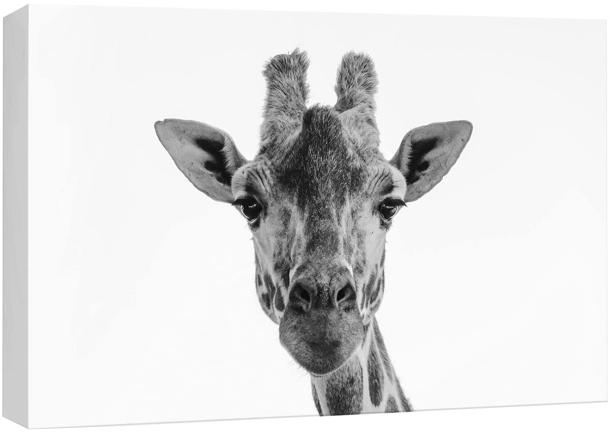 Signford Canvas Print Wall Art Giraffe Closeup Portrait Animals Wildlife Photography Realism Decorative Elements Relax/Calm Grey