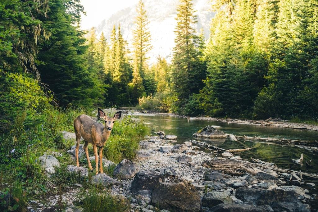 Laminated Lone Deer In Montana Forest Along Flowing Stream Nature Photograph Poster Dry Erase Wall Art 18X12