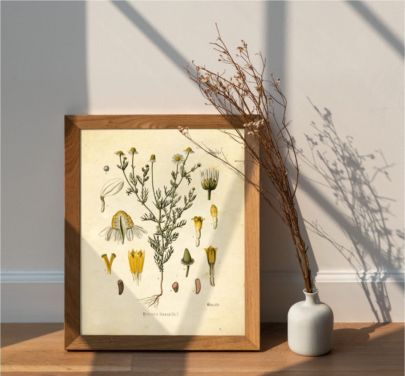 Ink Inc. Vintage Botanical Prints  Tea Wall Art Tea  Mate  Chamomile  Mint  Set of 4 8x10 Unframed