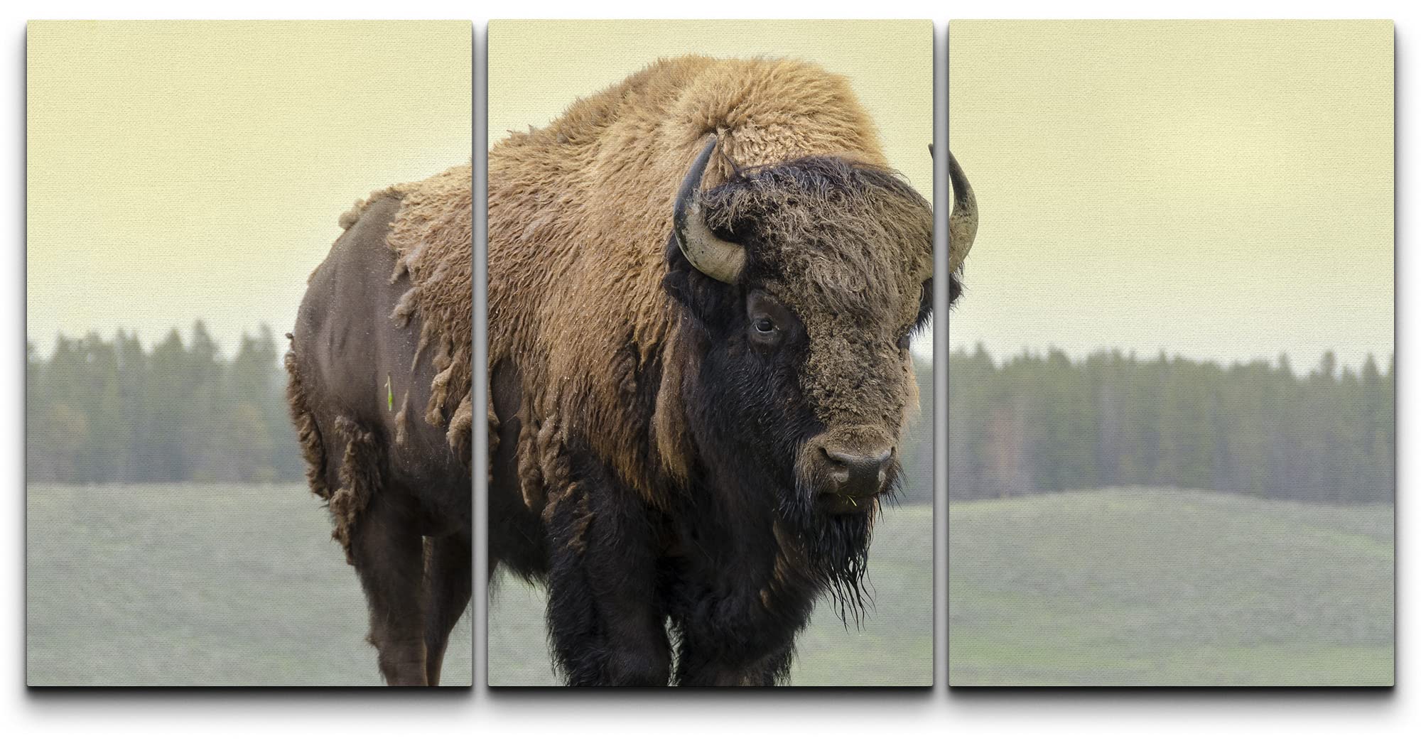 Wall26 Canvas Print Wall Art Set Yellowstone National Park Grasslands Bison Animals Wildlife Photography Modern Art Rustic Sceni