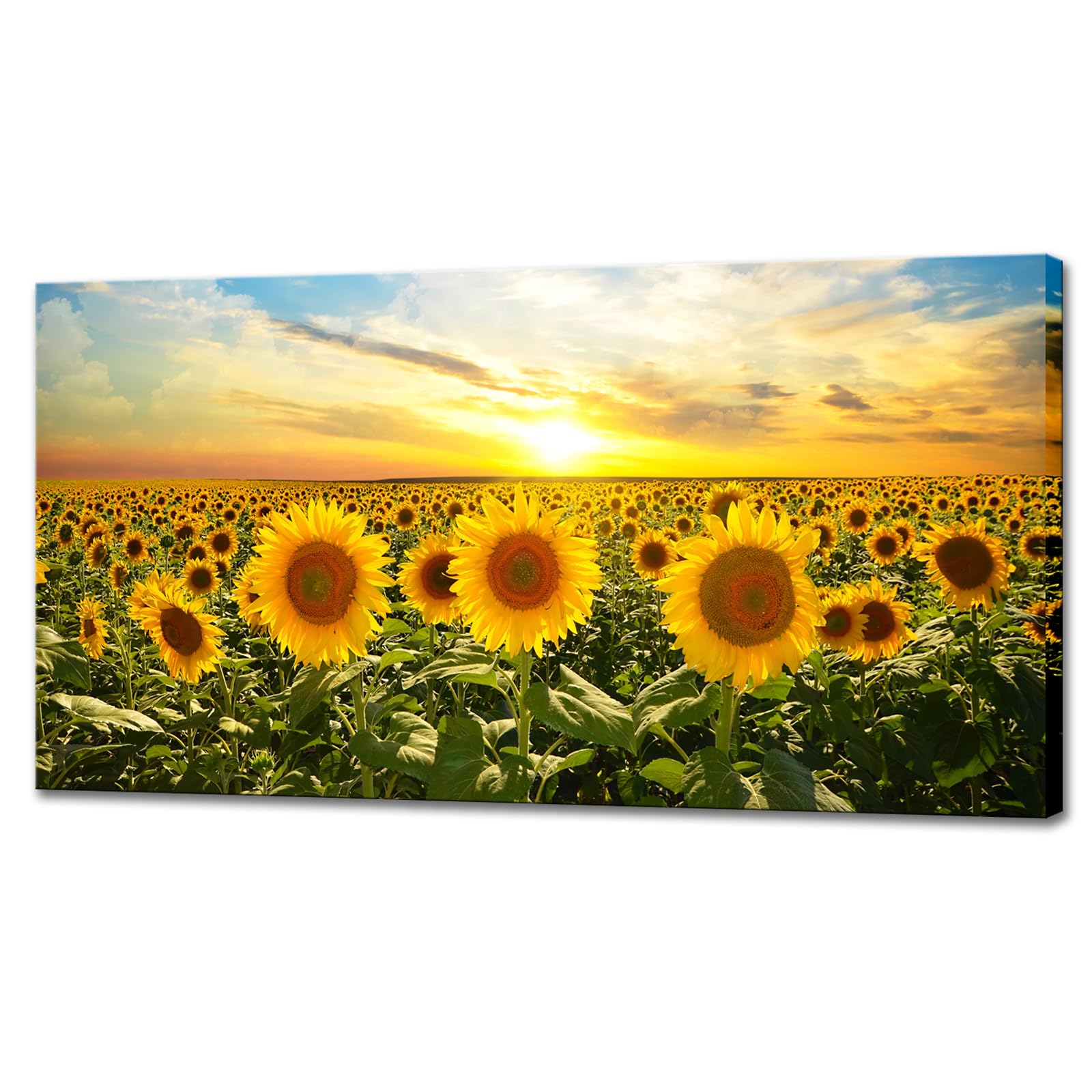 Biuteawal Sunflower Canvas Print Wall Art Sunset Landscape Pictures Flower Field Artwork Modern Painting For Home Kitchen Bedroo