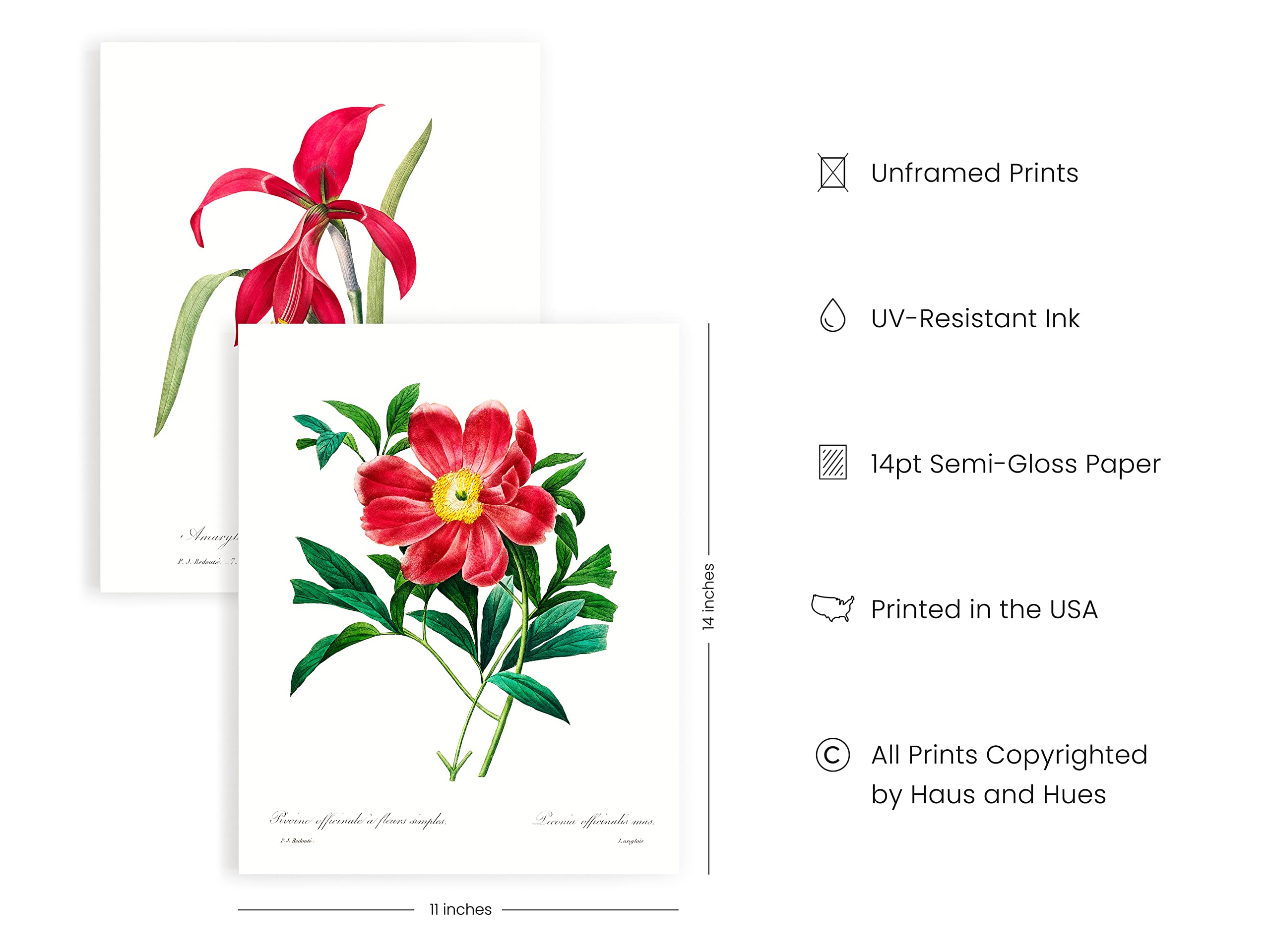 Haus And Hues Vintage Flower Posters And Prints - Set Of 6 Wildflower Wall Art Botanical Print Set | Plant Poster Vintage Floral