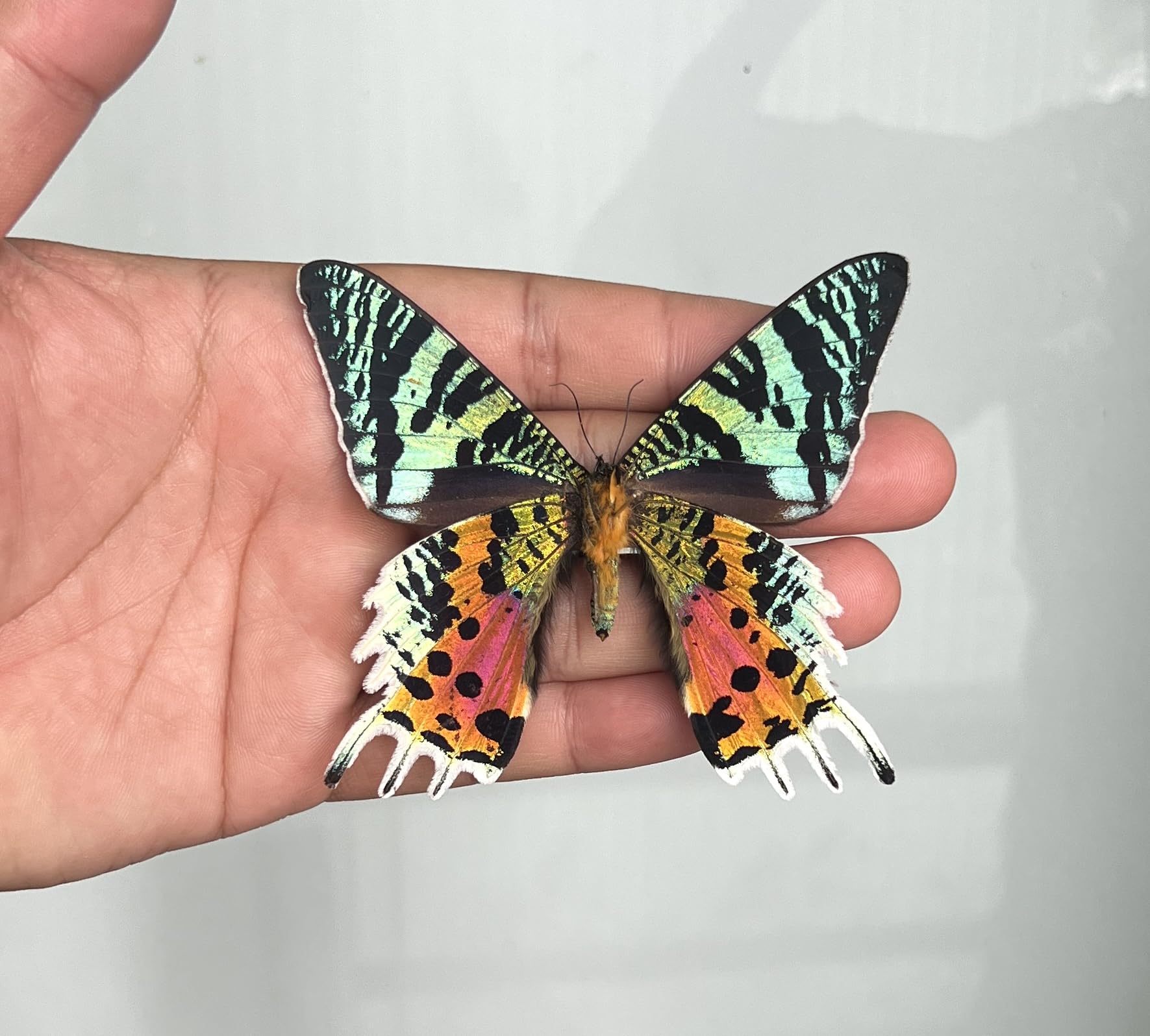 Real Sunset Moth Butterfly Taxidermy Victorian Witchy Insect Frame Dried Bug Shadow Box Specimen Room Display Gift Wall Hanging