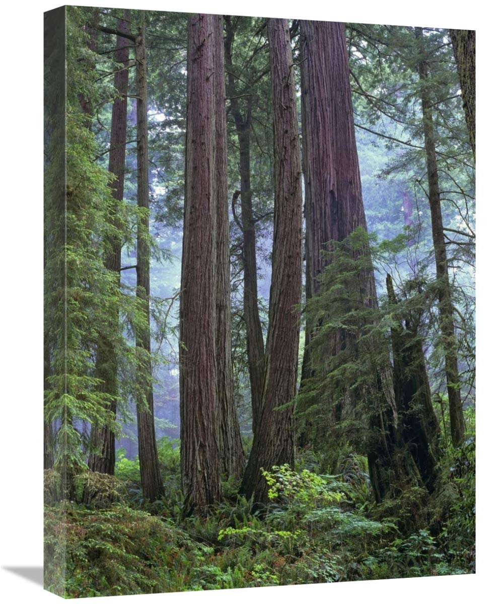 Global Gallery Old Growth Forest of Coast Redwood Stand Del Norte Coast Redwoods State Park, California-Canvas Art-18 x24 