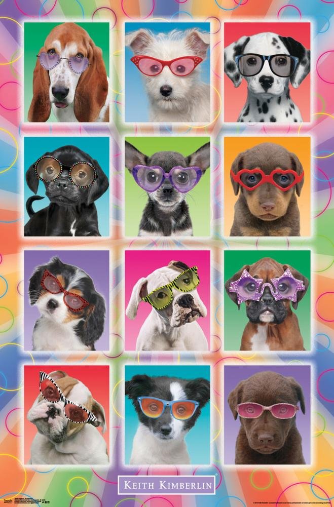 Trends International Keith Kimberlin - Puppies - Sunglasses Wall Poster, 22.375'' X 34'', Unframed Version