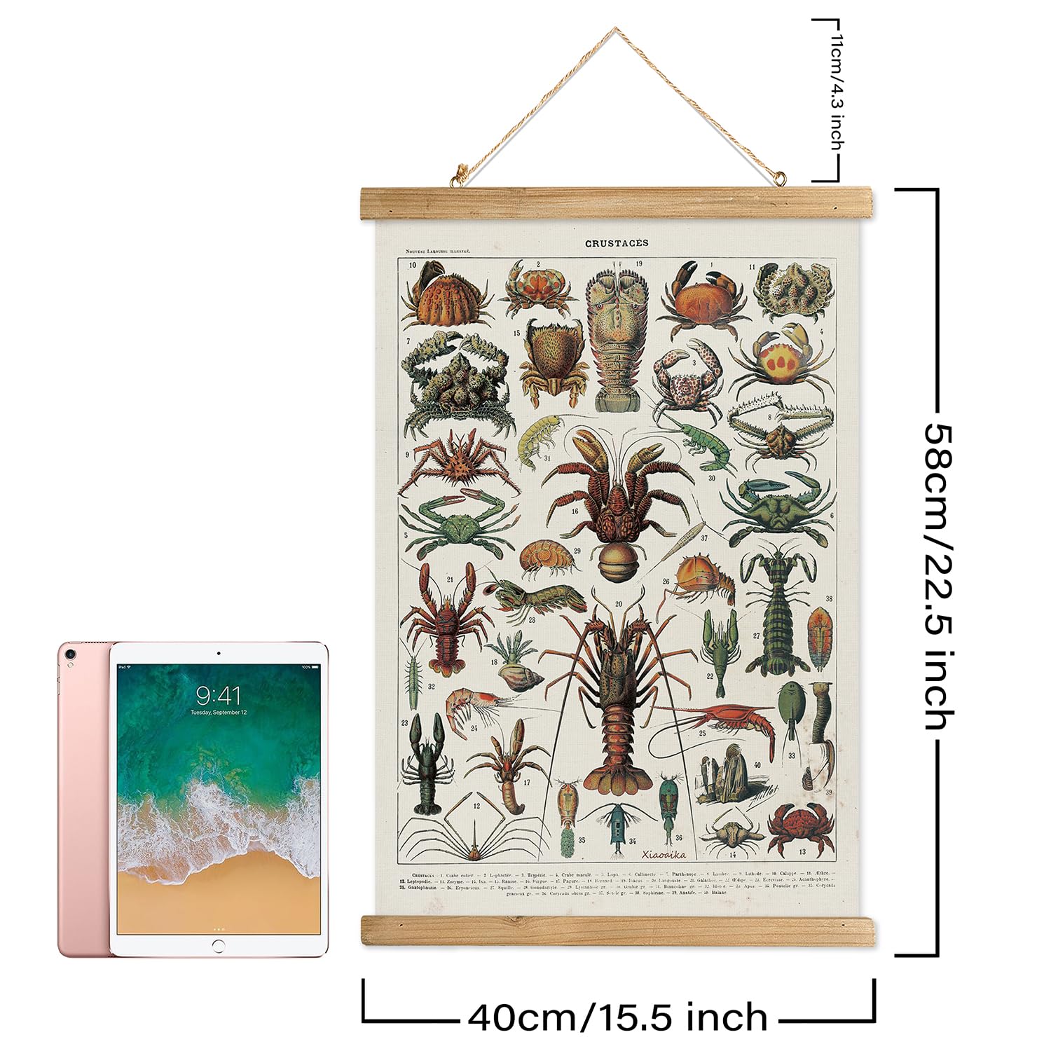 Xiaoaika Set Of 2 Vintage Marine Life And Crustaceans Wall Art Posters - Nautical Ocean Creatures & Seafood Illustration Prints
