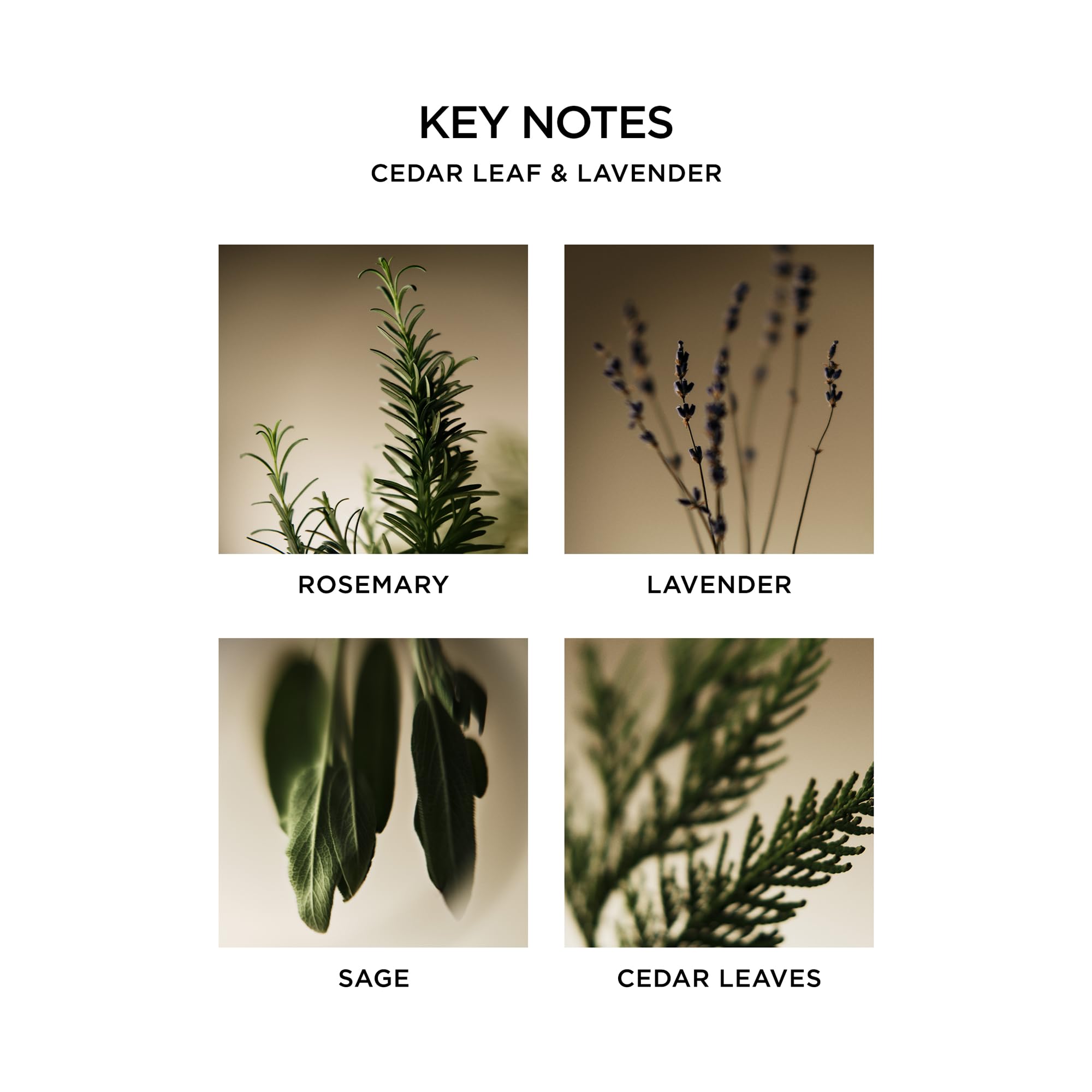 NEST Fragrances Cedar Leaf & Lavender Scented Classic Candle
