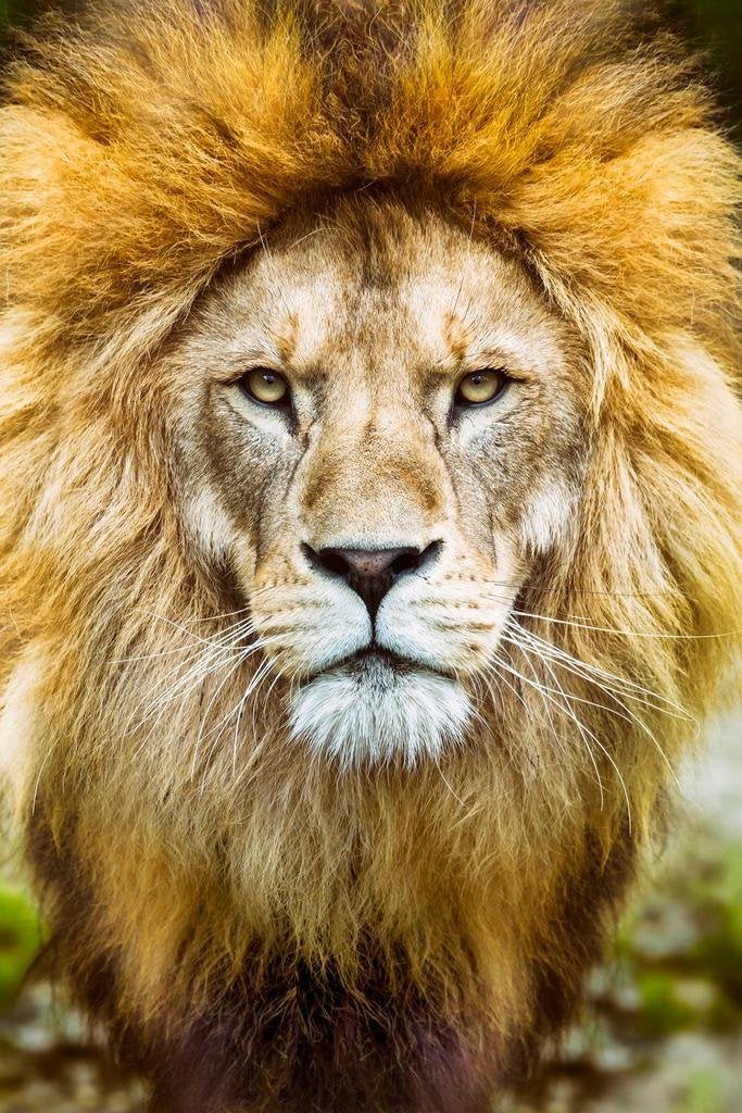 Laminated African Lion Head Shot Male Lion Mane Lion Posters For Wall Lion Pictures Picture Of Lions African Travel Poster Safar