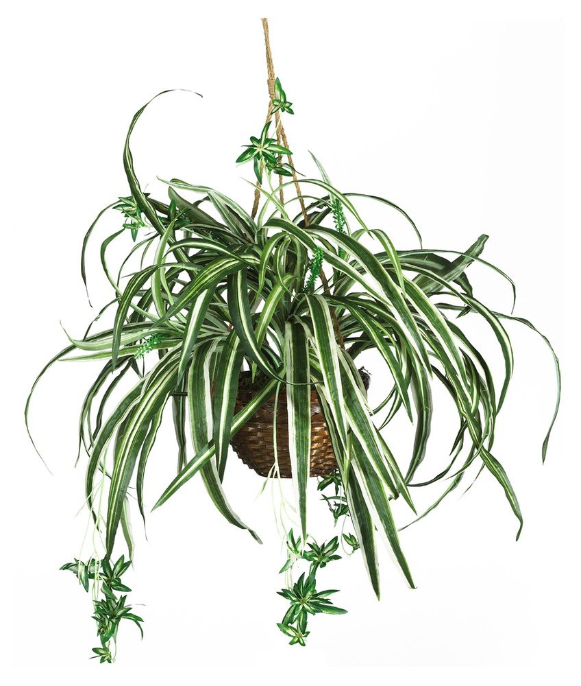 Nearly Natural 6607 Spider Hanging Basket Decorative Silk Plant, Green,10.25 x 10.25 x 17.5