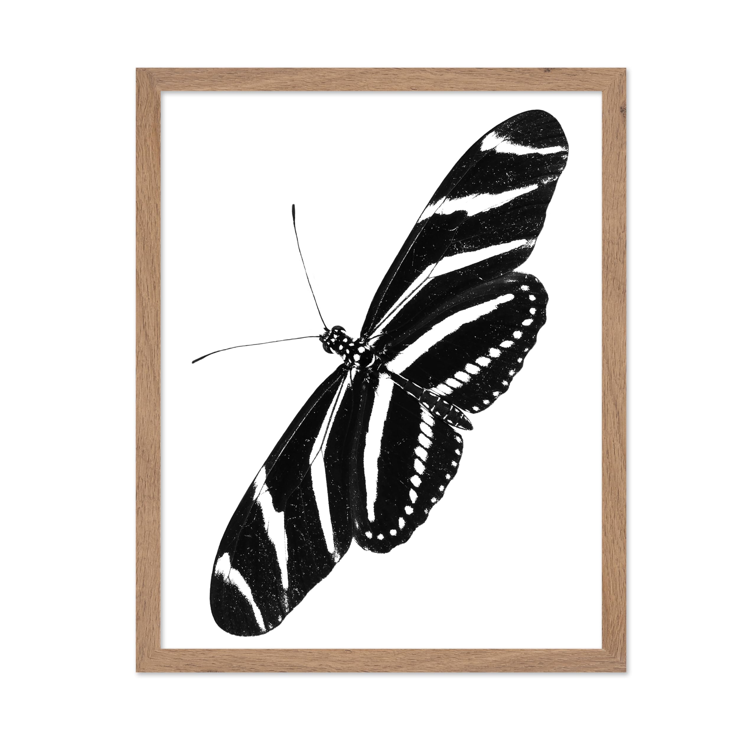 Poster Master Illustration Poster - Animal Print - Zebra Longwing Butterfly, Heliconius Charithonia, Insect, Abstract - Gift for