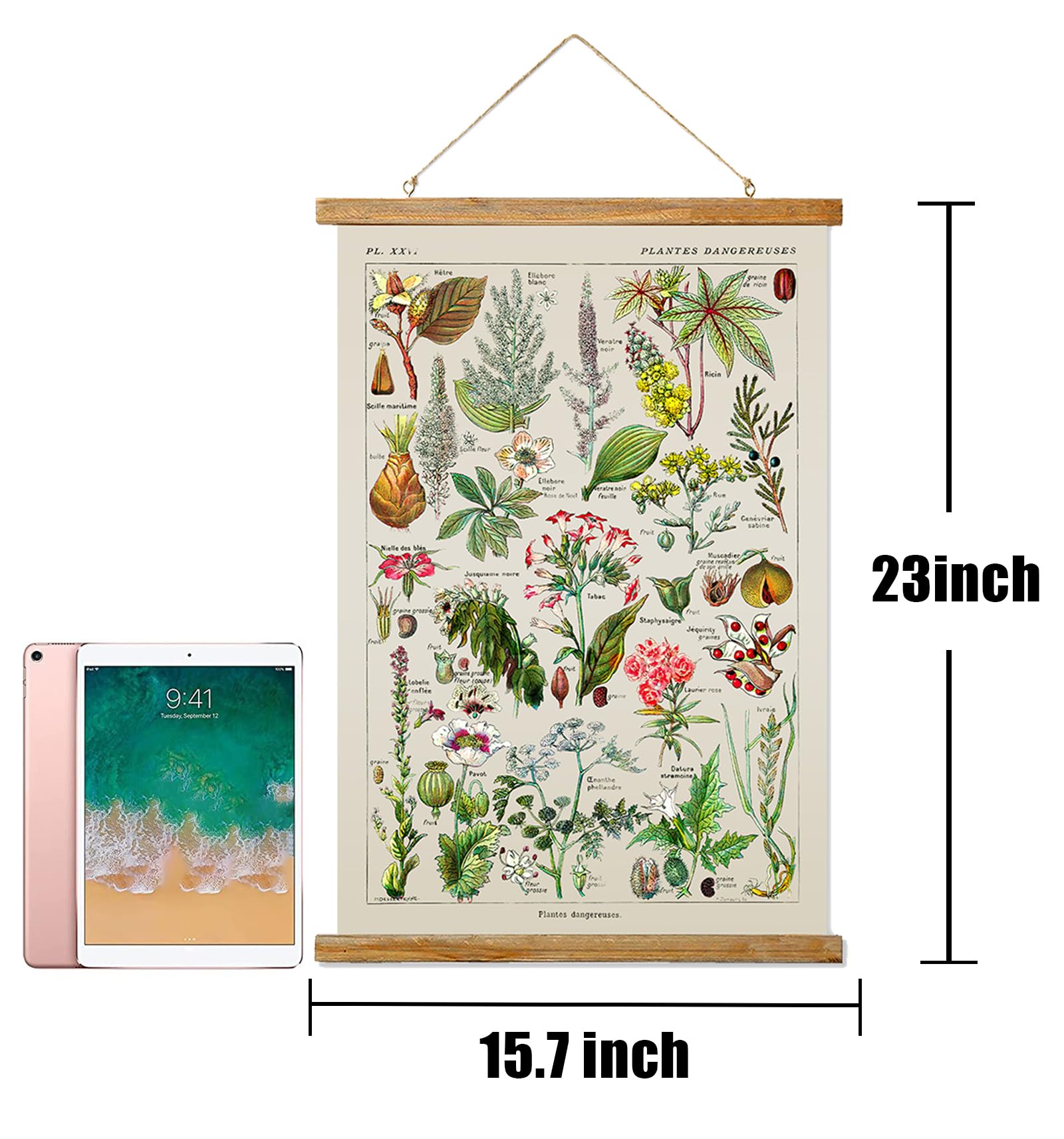 Ovfovy Vintage Botany Poster With Wooden Frame, Retro Botanical Educational Art Chart - Cute Style Wall Hanging For Home Classro