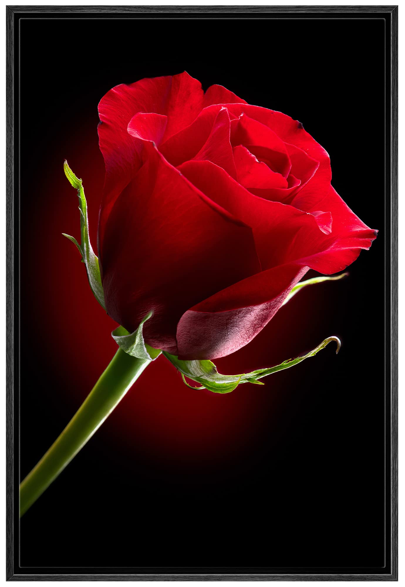 Wall26 Framed Canvas Prints Wall Art - Closeup Of Red Rose Flower Against Black Background | Modern Wall Decorstretched Gallery