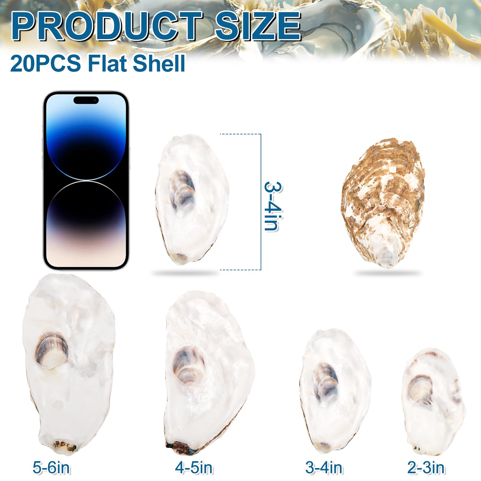 QICQDRAM 20PCS Natural Oyster Shells 3-4 Medium, Disk Shape, Bulk for Crafts, Home Vase Filler, Xmas Ornaments, DIY Arts and Cra