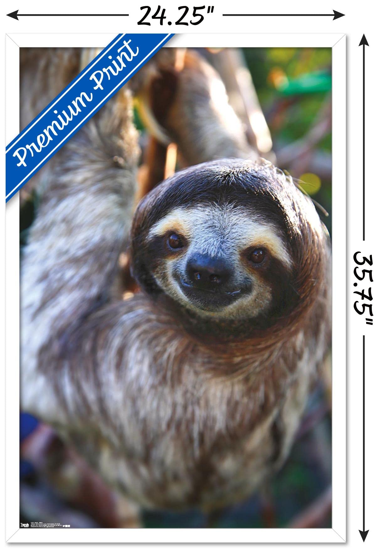 Trends International Sloth - Smile Wall Poster, 22.375'' X 34'', White Framed Version