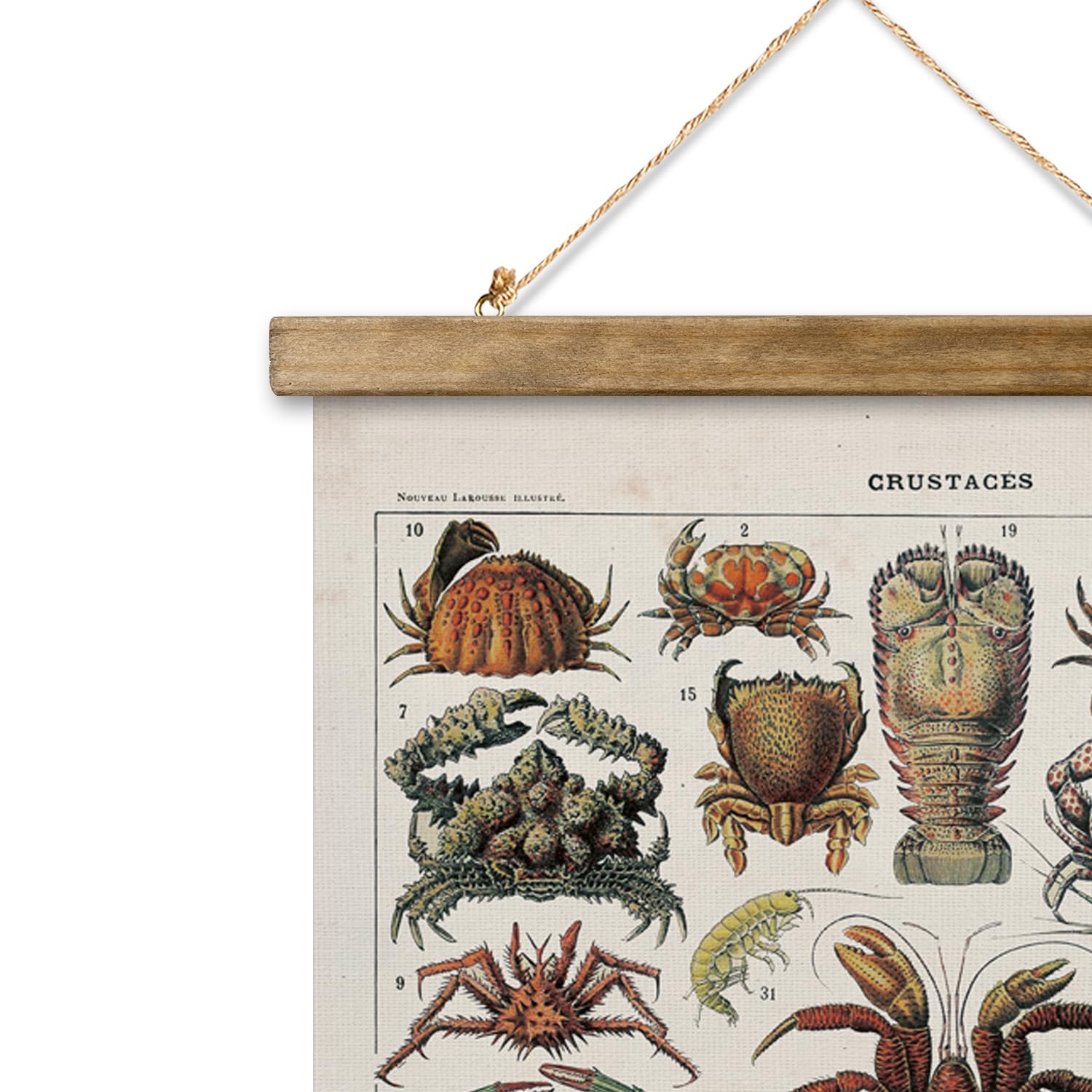 Xiaoaika Antique Crustacean Species Poster - Vintage Detailed Seafood Illustration Chart With Wooden Frame - Educational Wall Ar