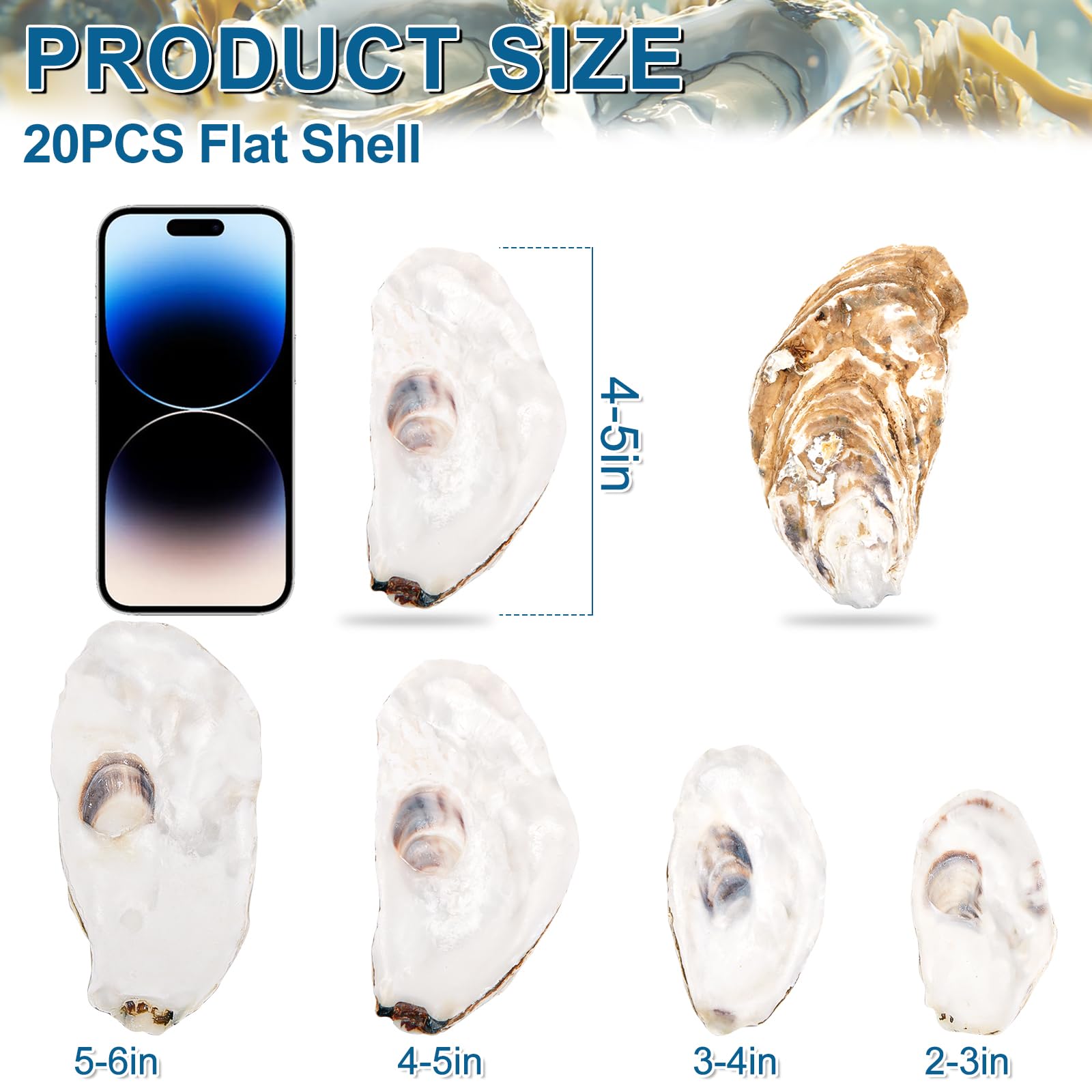 QICQDRAM 20PCS Flat Oyster Shells 4-5 Large Oyster Shells for Crafts Natural Oyster Shells Bulk, for Home Vase Filler, Xmas Orna