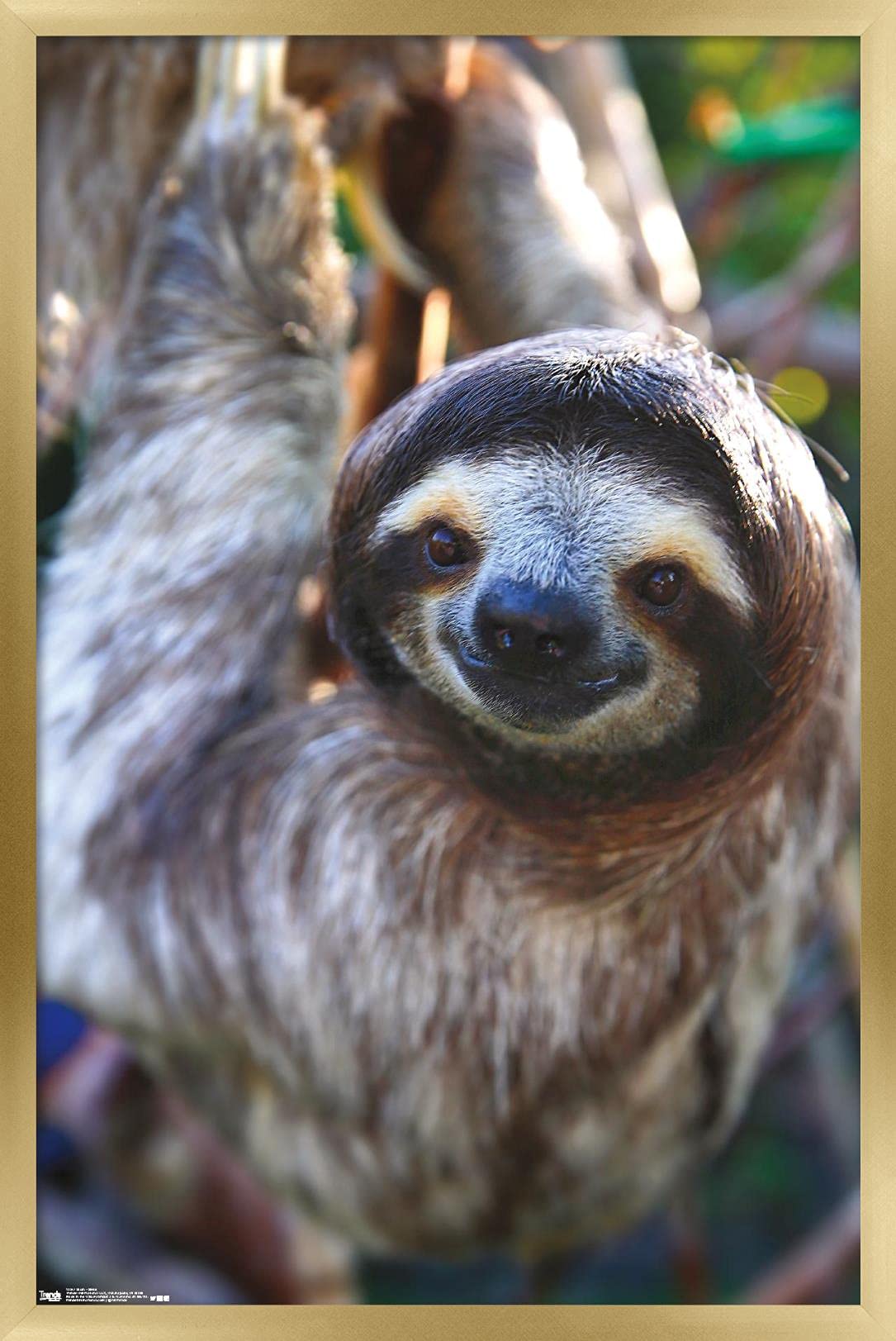 Trends International Sloth - Smile Wall Poster, 22.375'' X 34'', Gold Framed Version