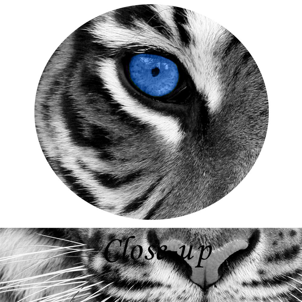 Kreative Arts Large 3 Pieces Canvas Prints Wall Art Blue Eyed Tiger Poster Printed On Canvas Animal Pictures Painting Giclee Art